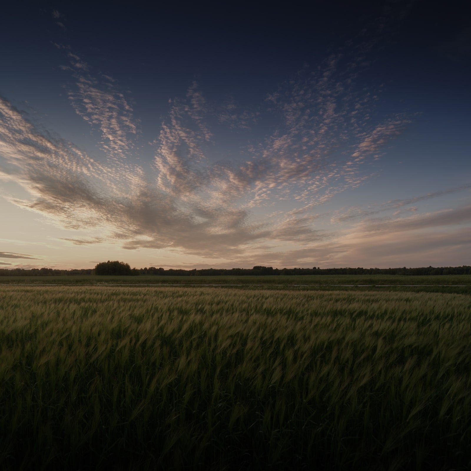 Fields