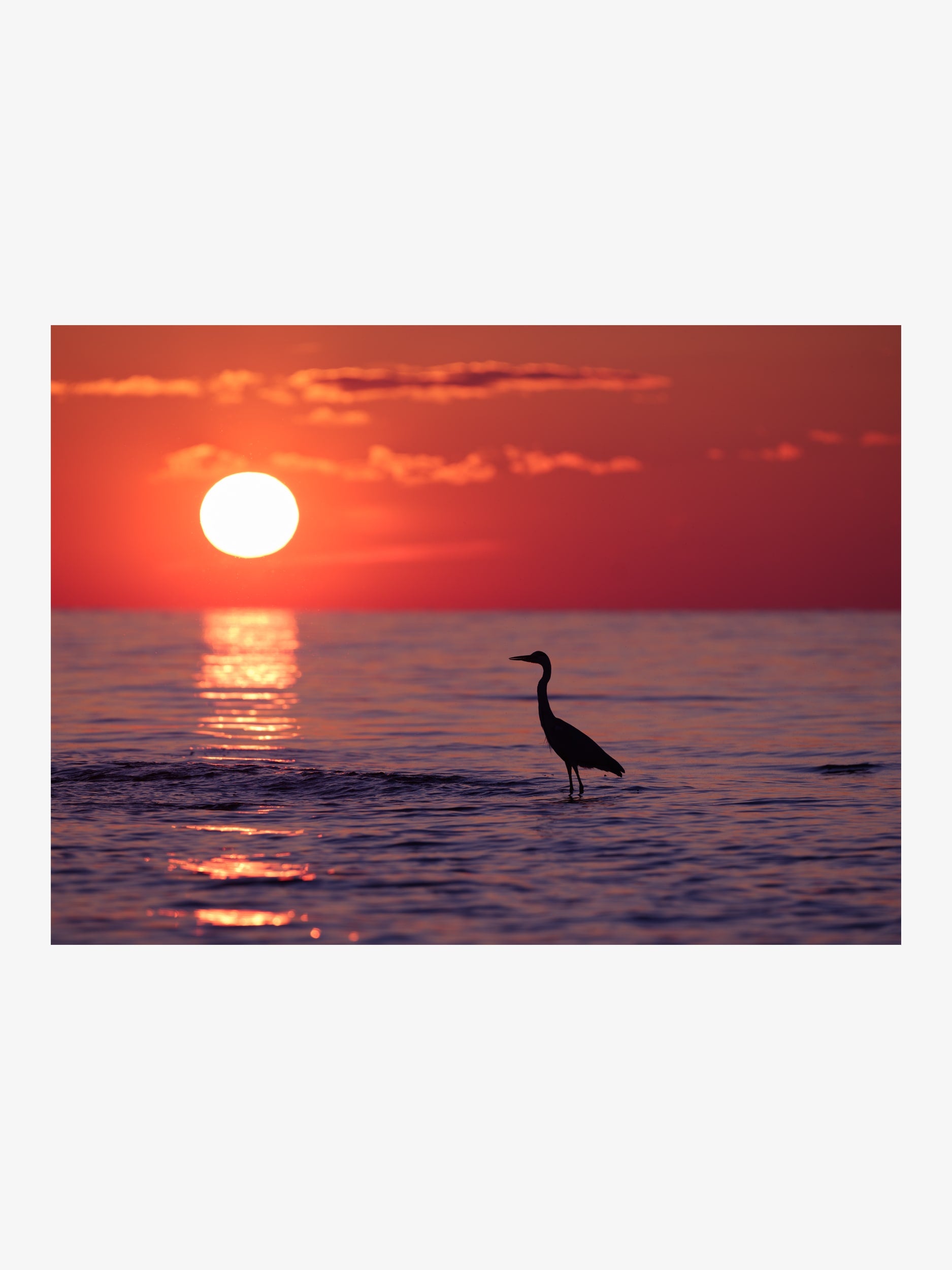 Heron Silhouette at Sunset Over the Sea — Wall Art Print
