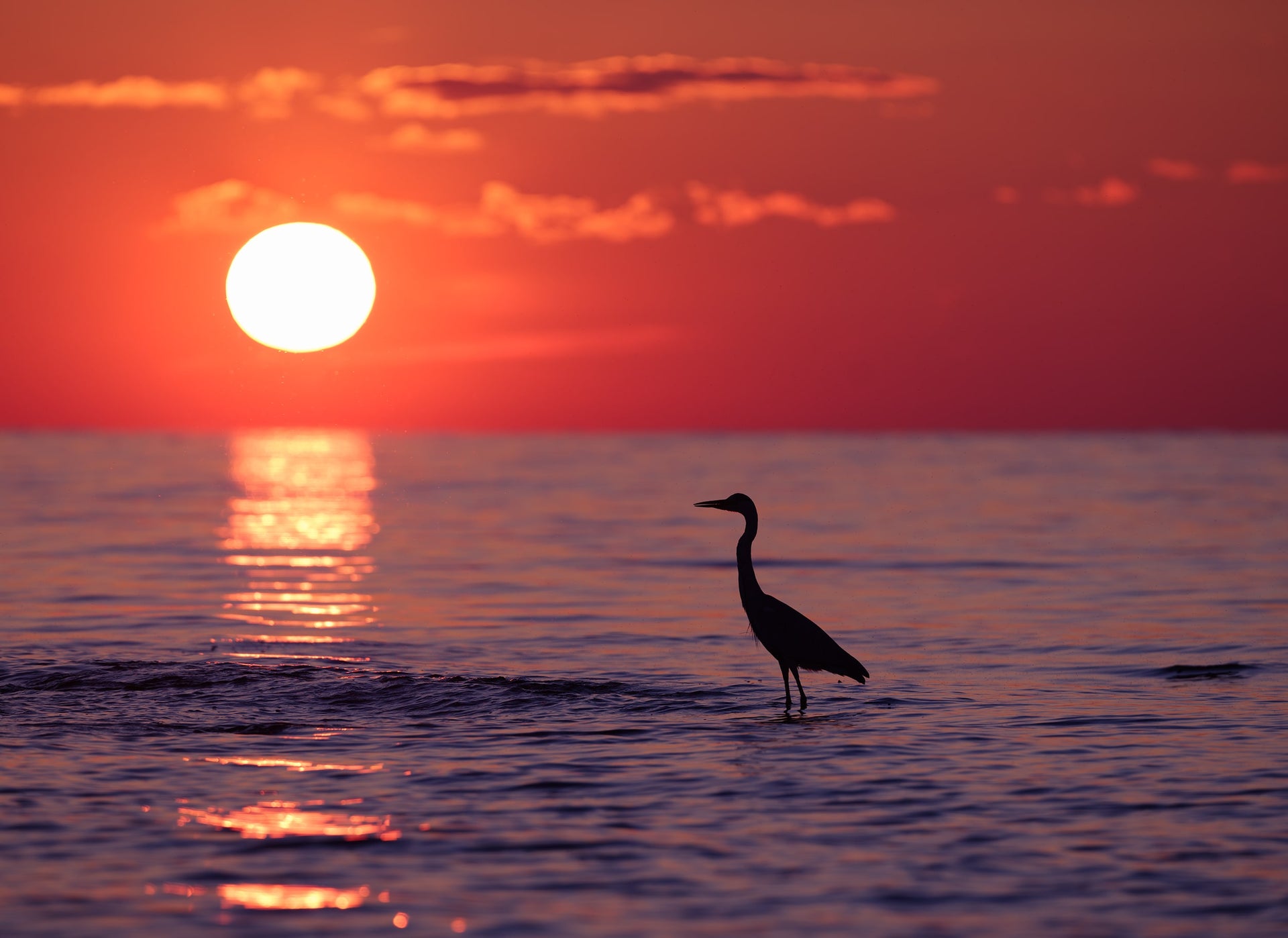 Heron Silhouette at Sunset Over the Sea — Wall Art Print