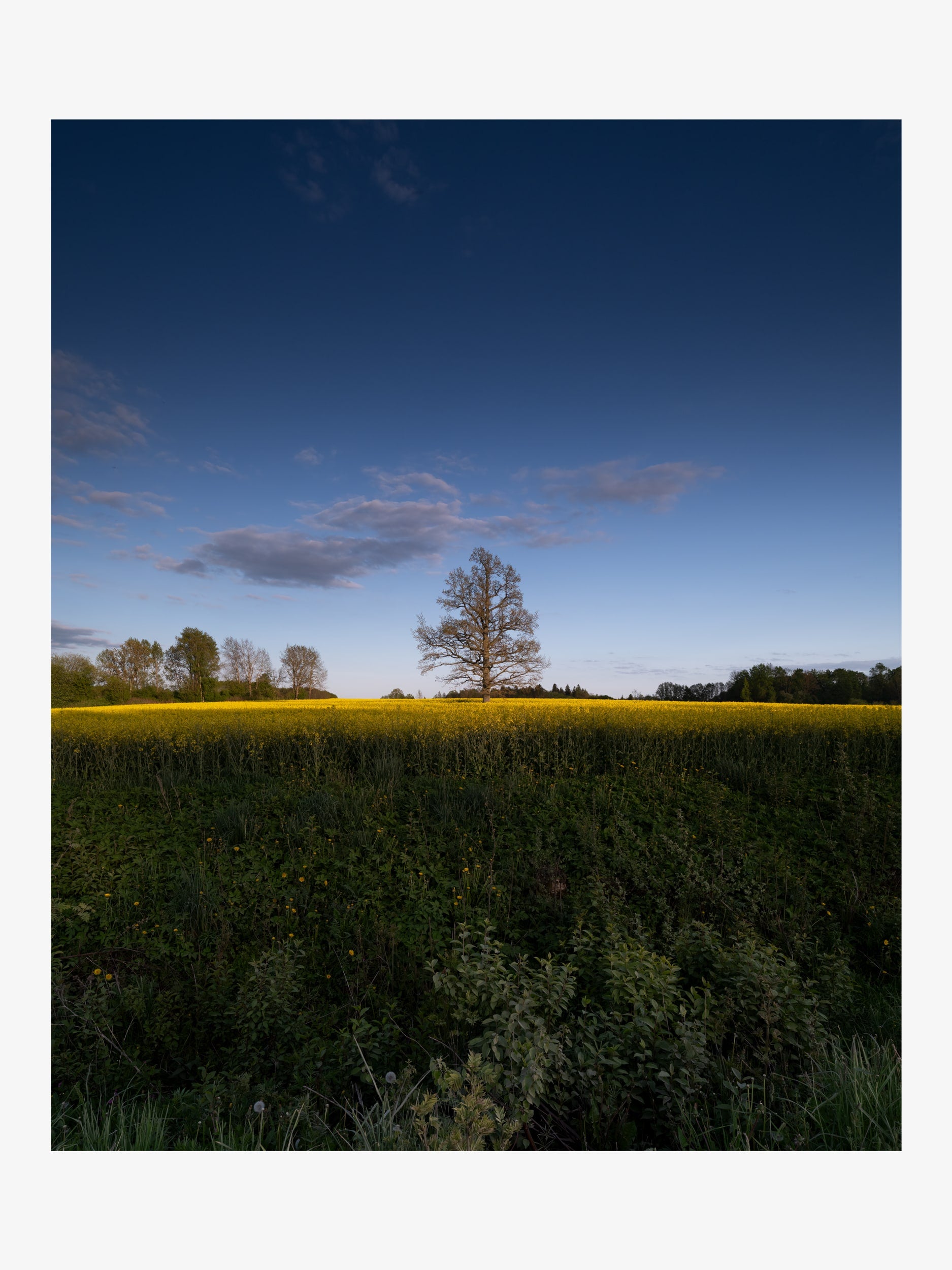 Lonely Tree by a Canola Field at Sunset