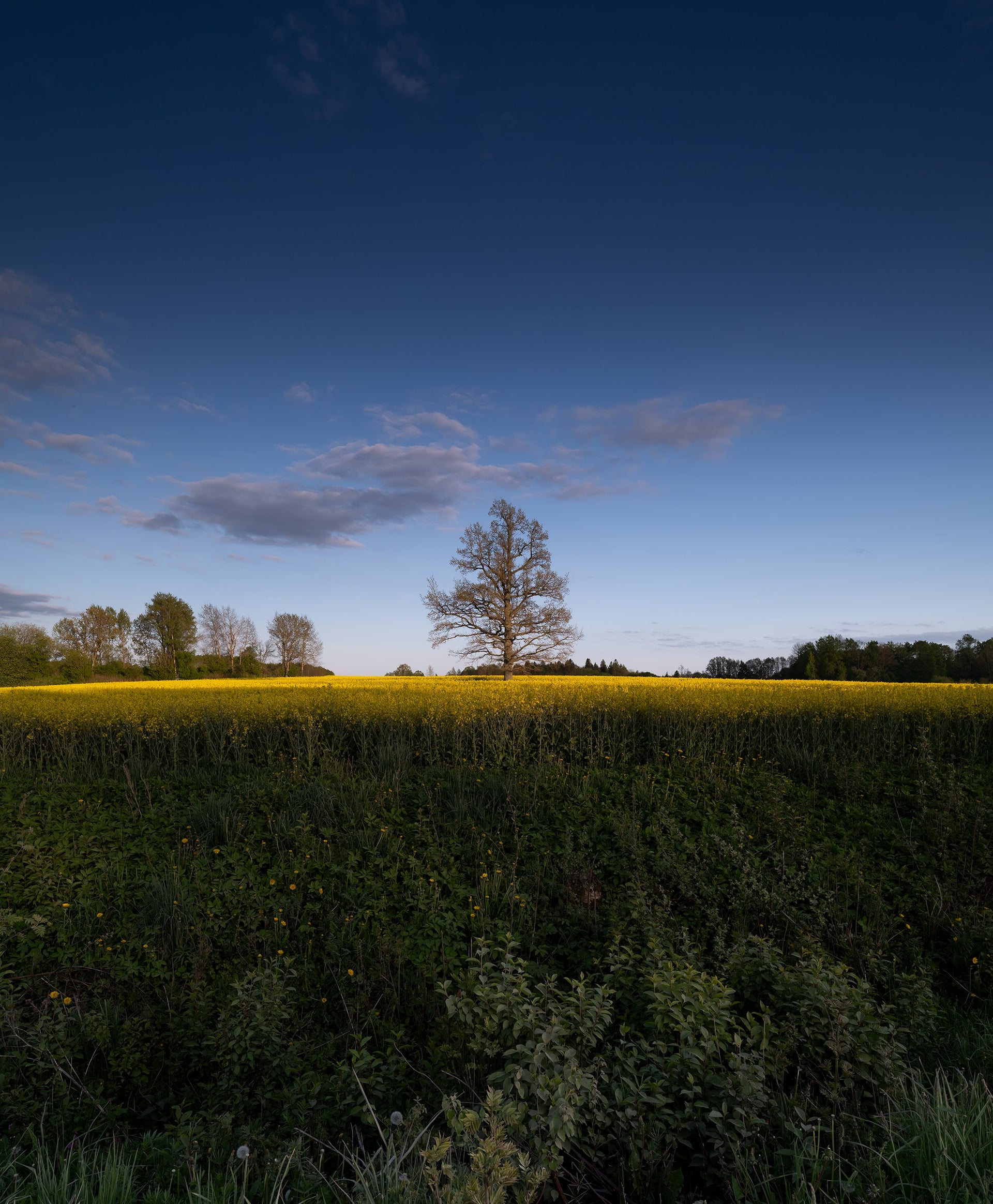 Lonely Tree by a Canola Field at Sunset
