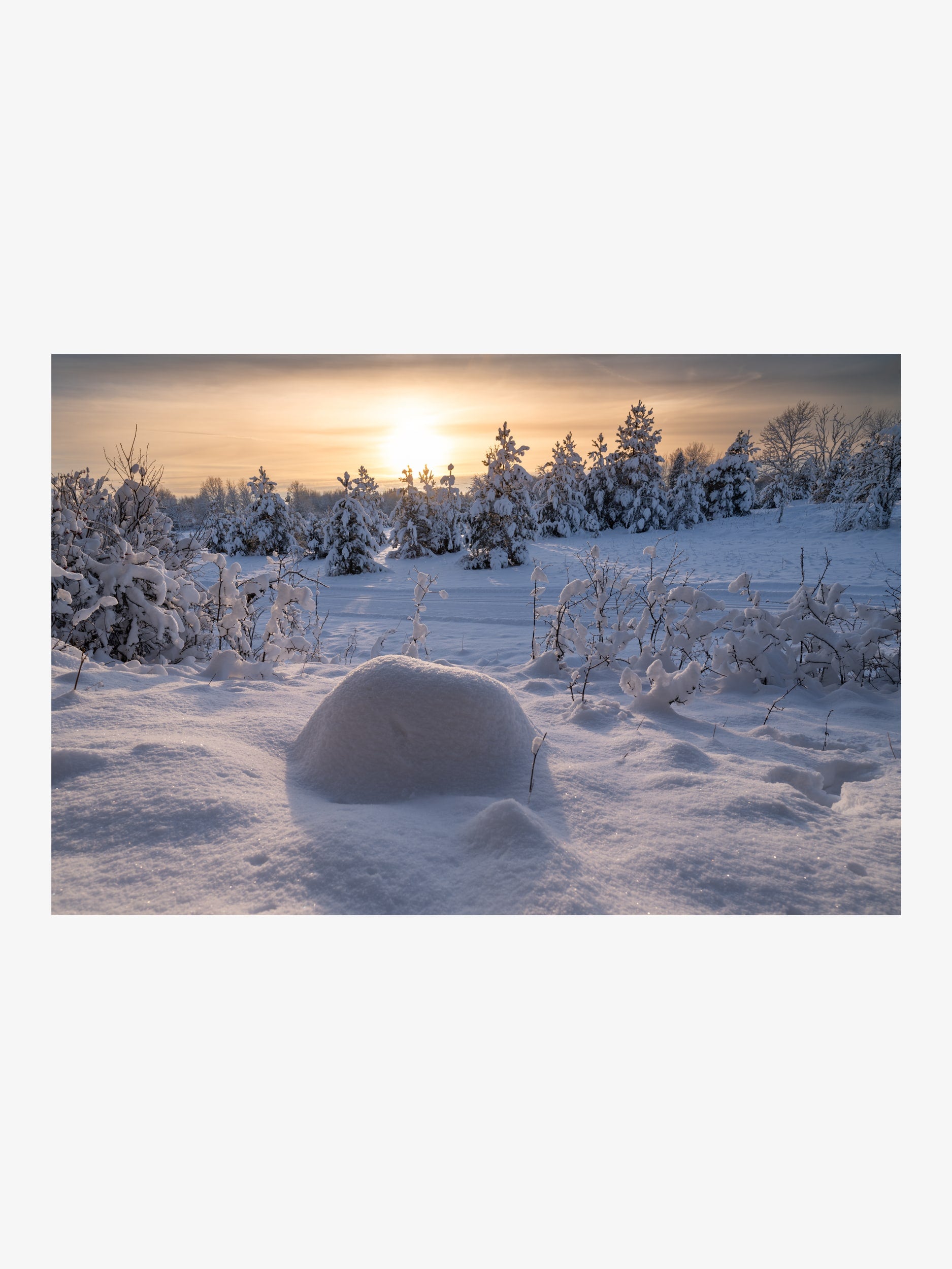 Winter Landscape with Snow-Covered Trees at Sunset