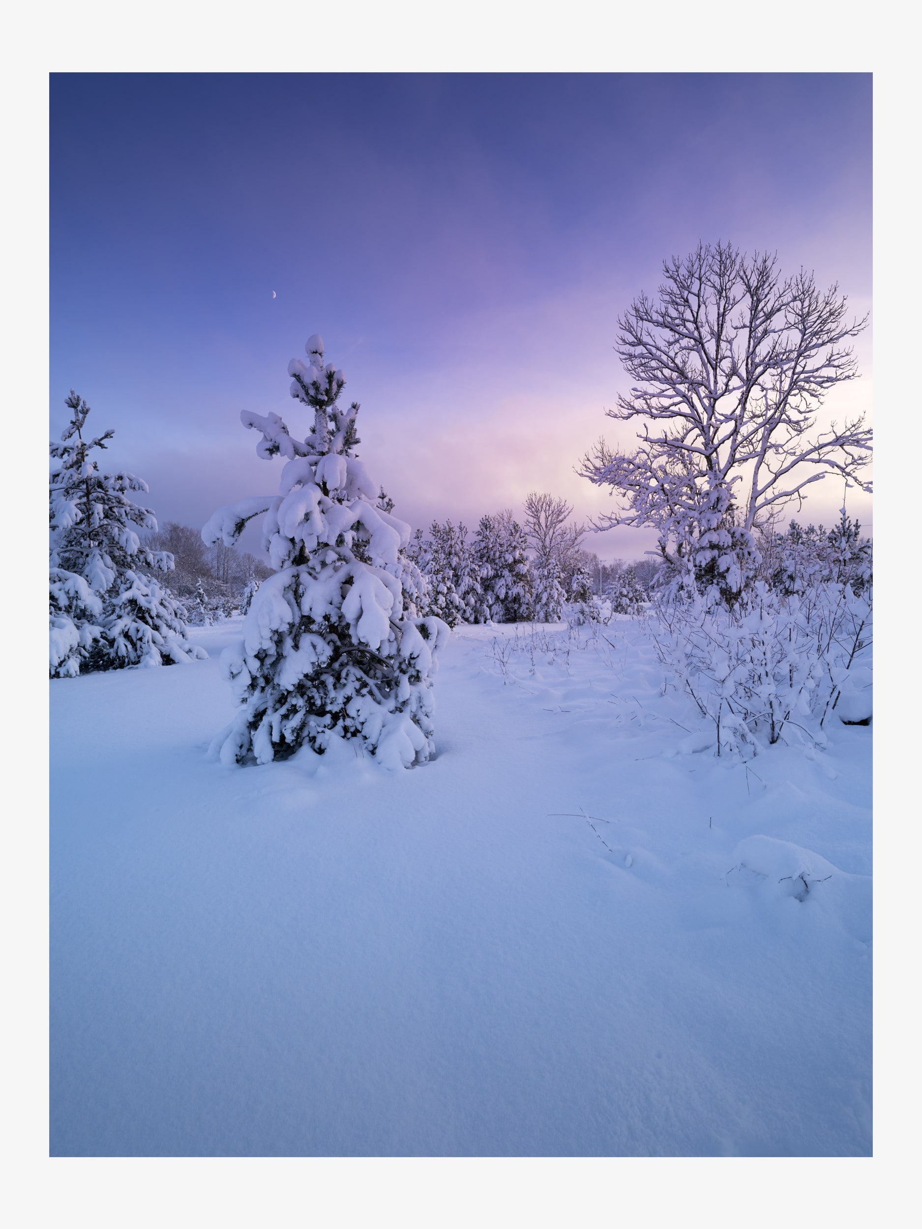 Winter Forest in Purple Sunset Light