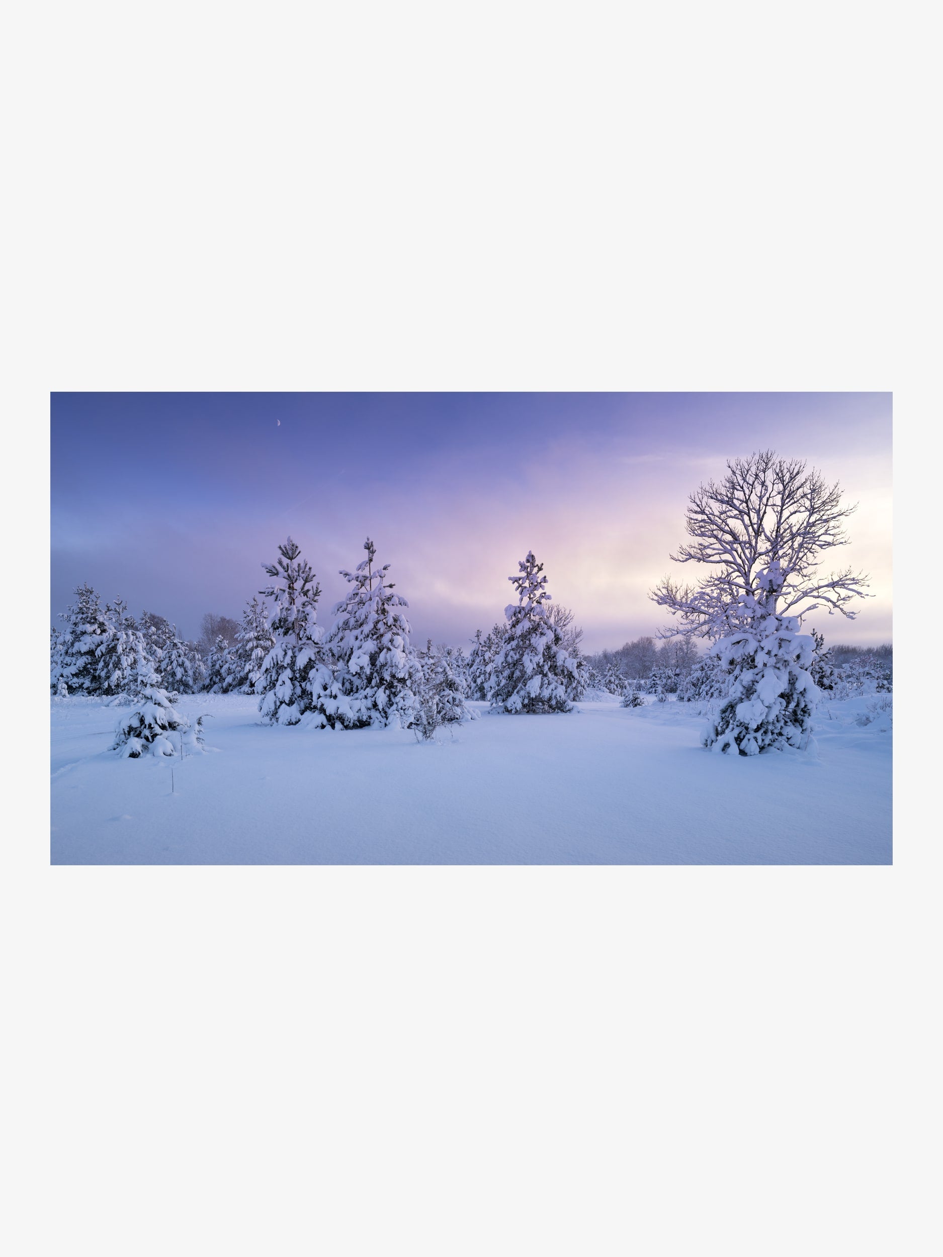 Snowy Forest under Soft Sunset Sky
