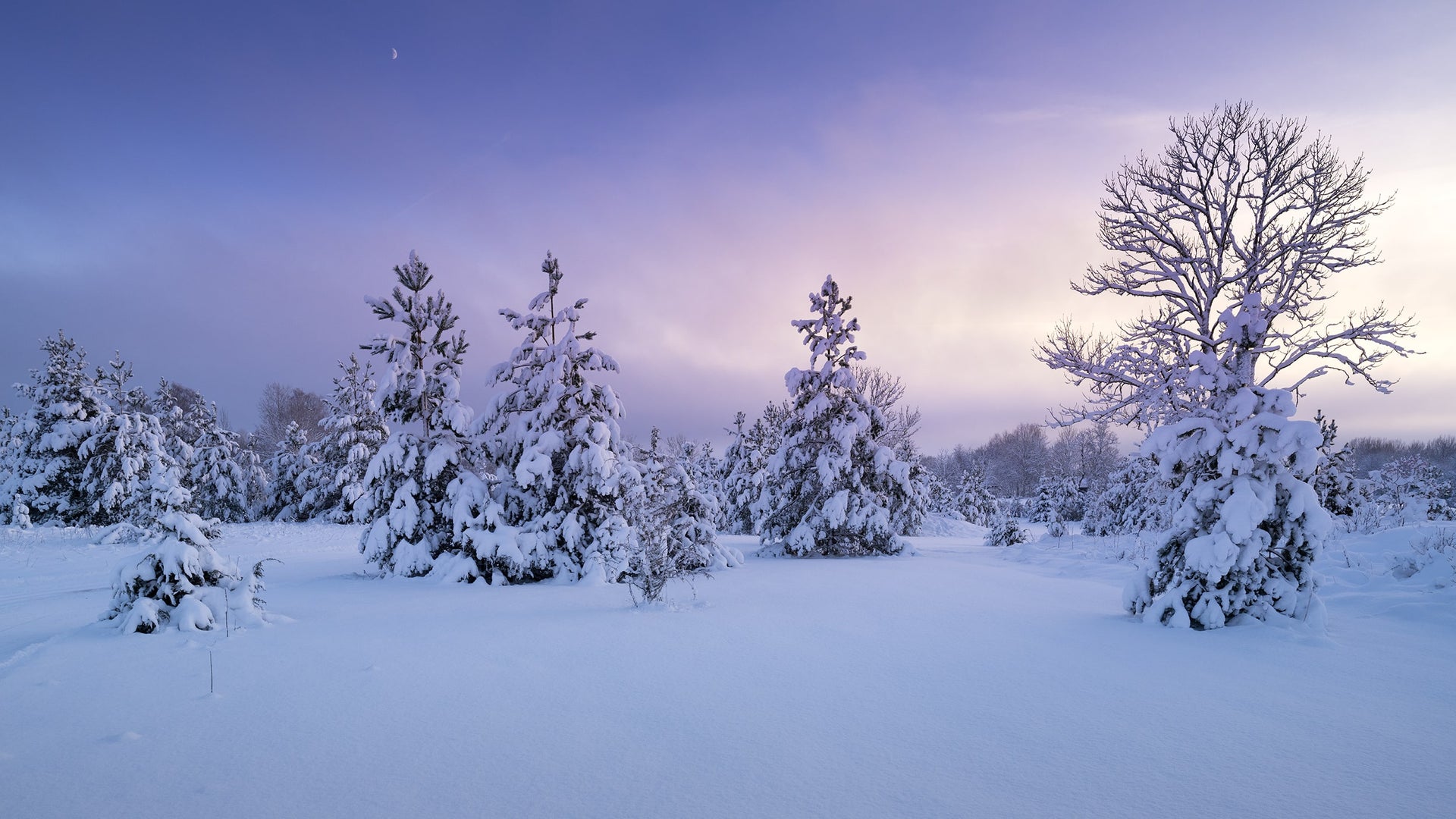 Snowy Forest under Soft Sunset Sky