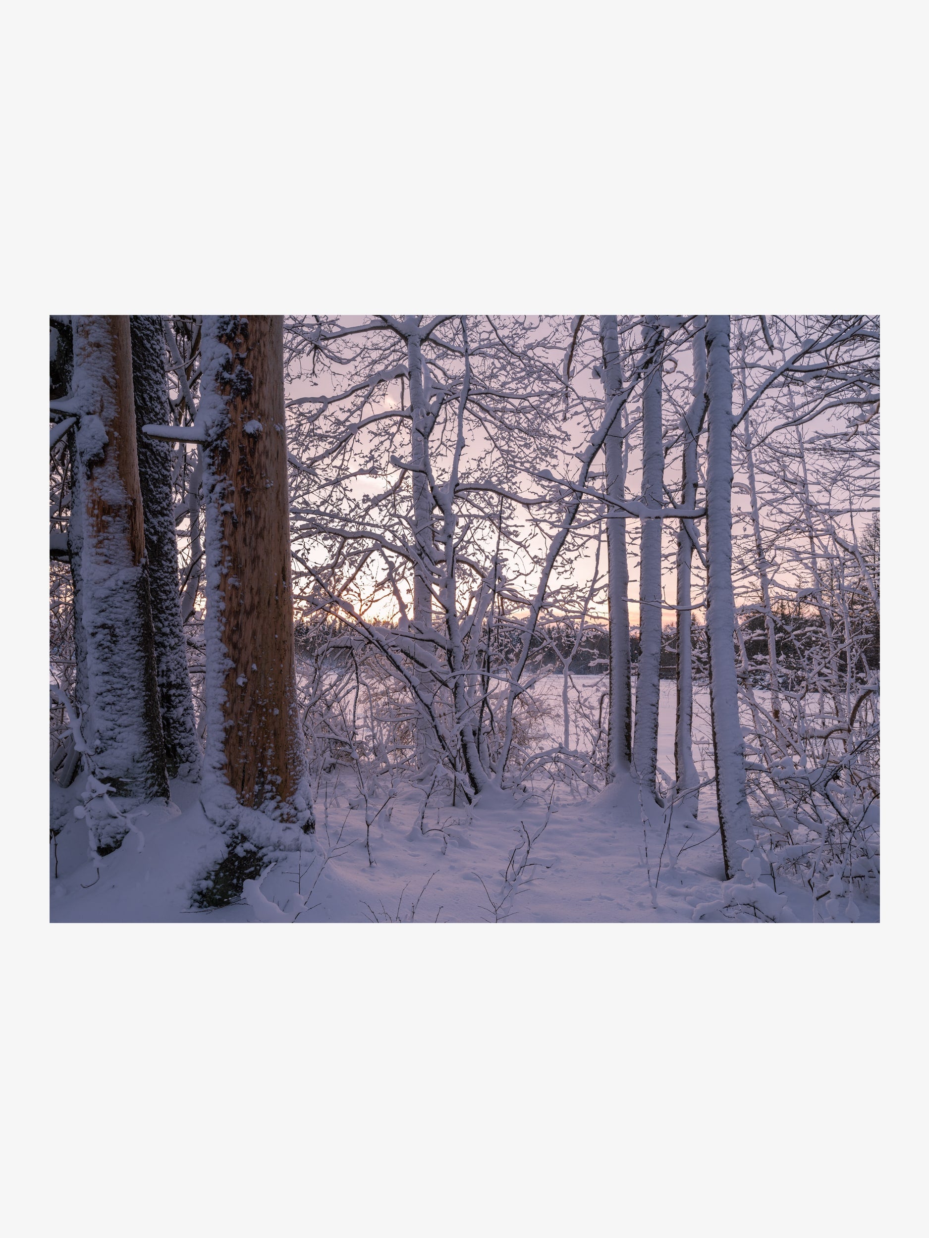 Winter Forest at Sunrise with Snow-Covered Trees