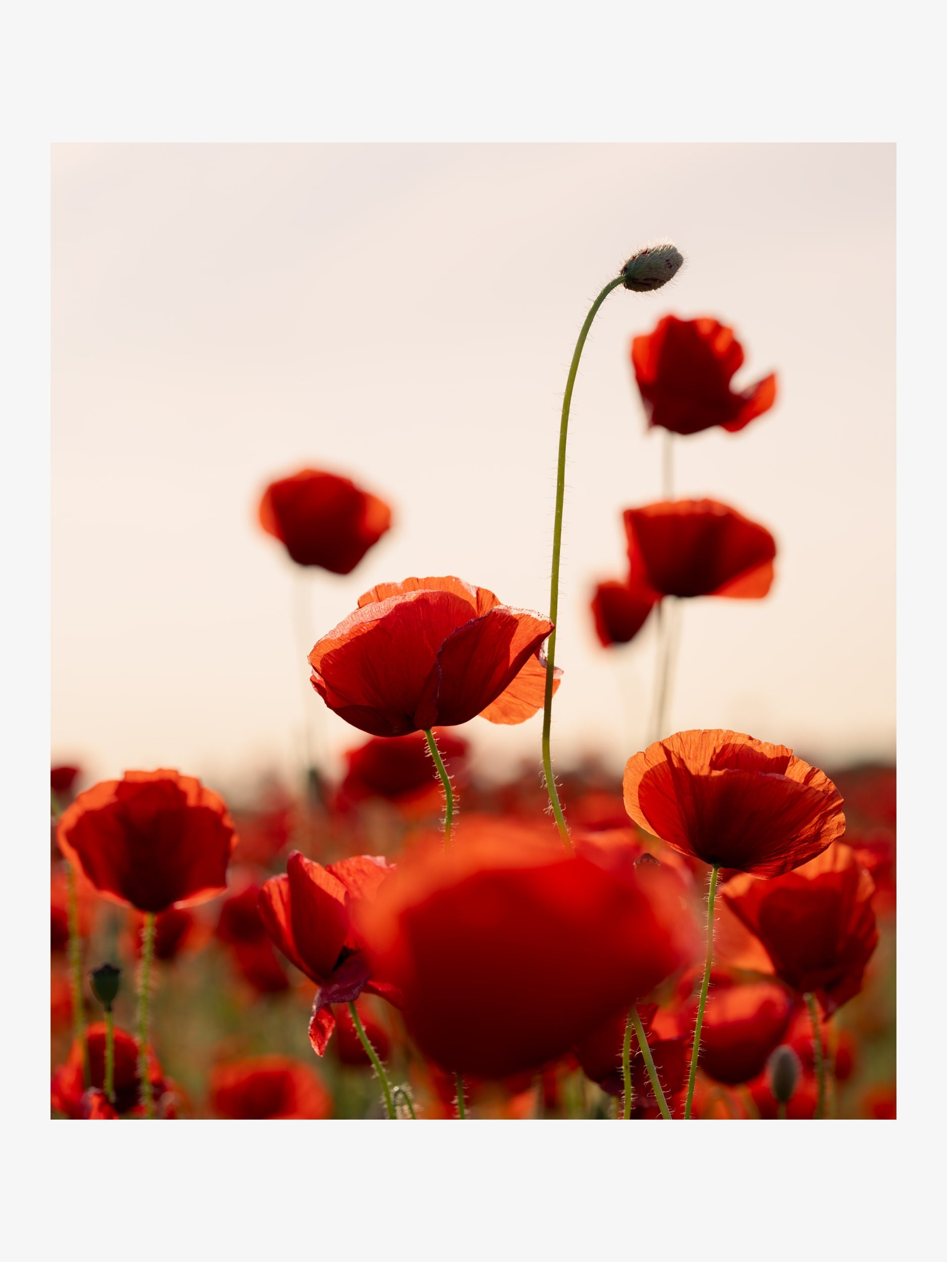 Scarlet Poppies in Sunlight