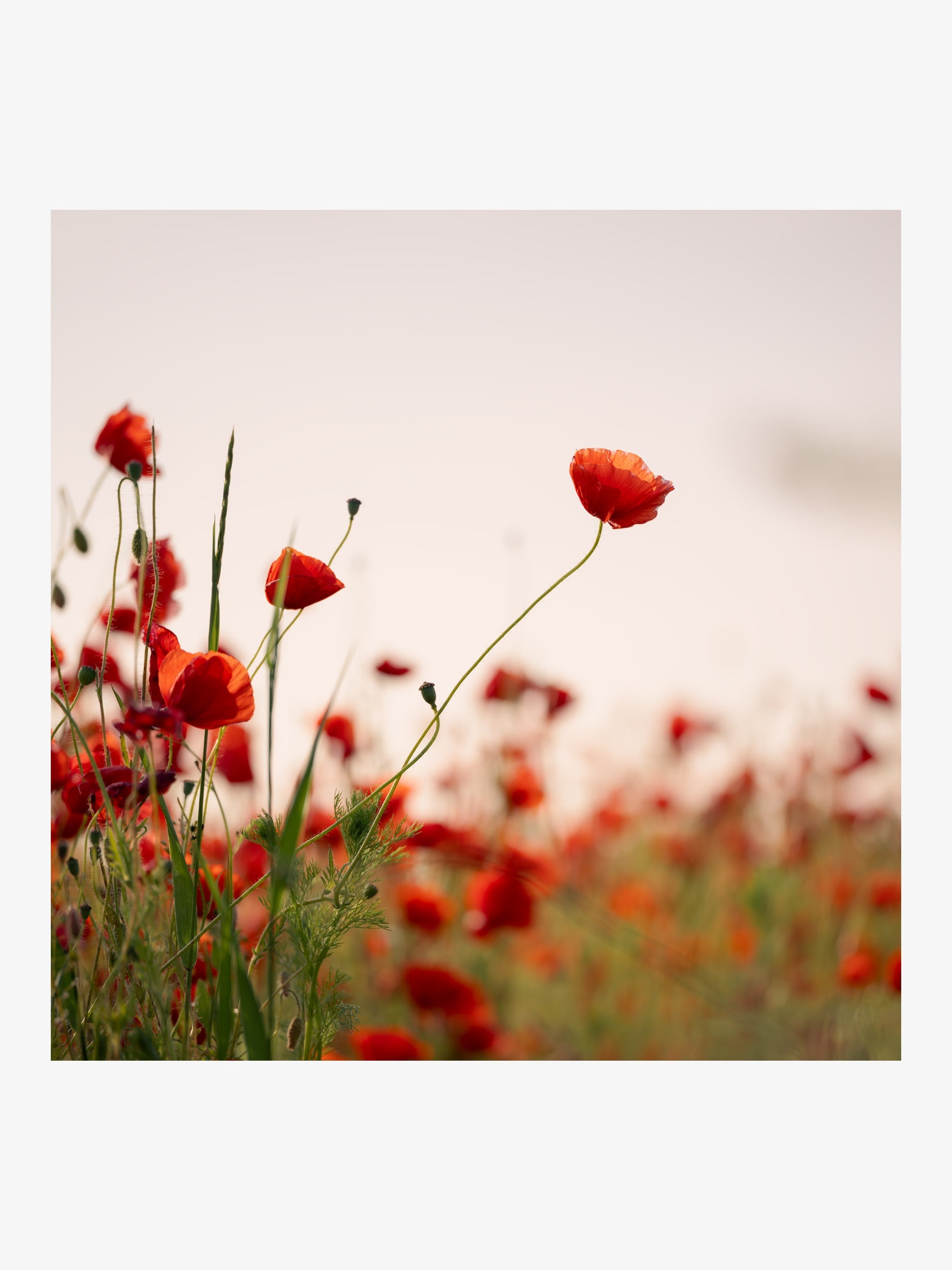 Field Poppies against a Bright Sky