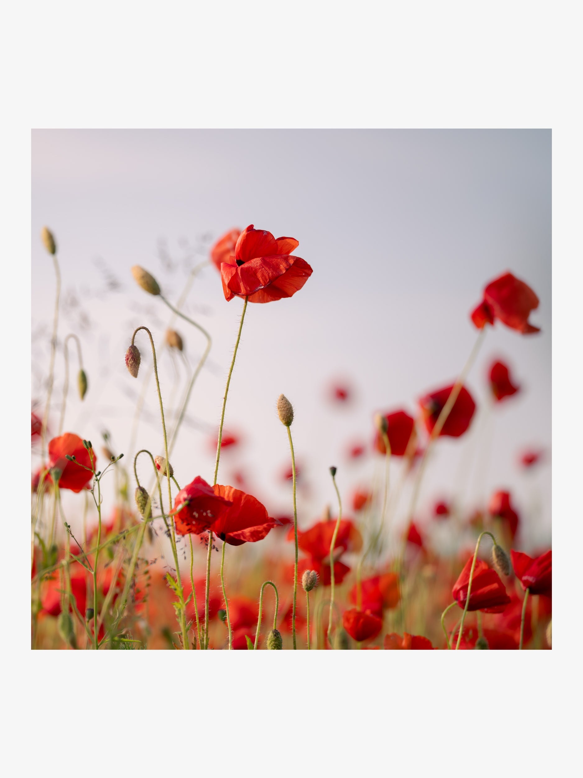 Red Poppies in a Summer Field