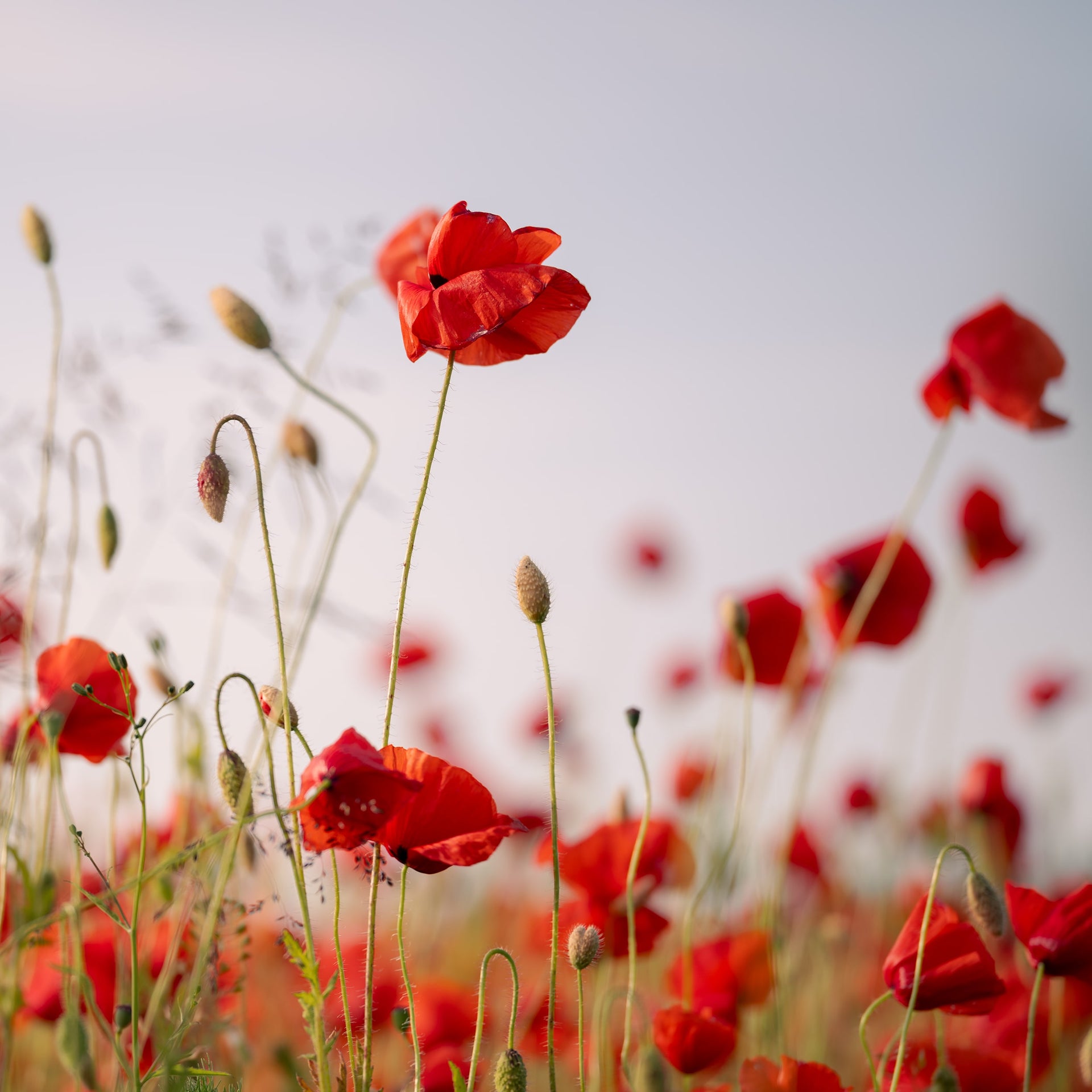 Red Poppies in a Summer Field