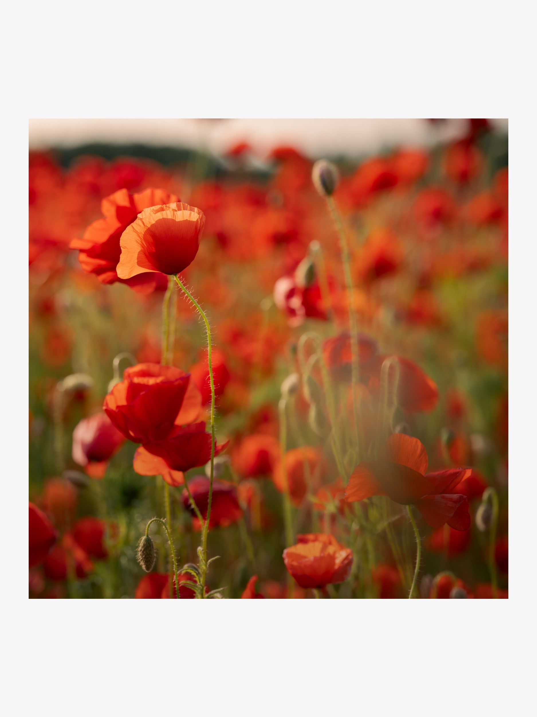 Scarlet Poppies in a Summer Field at Sunset
