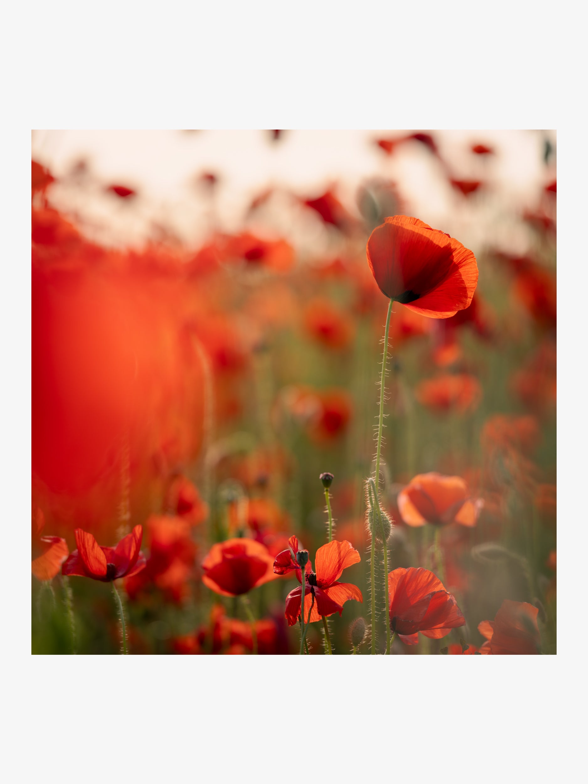 Scarlet Poppies in a Sunlit Field