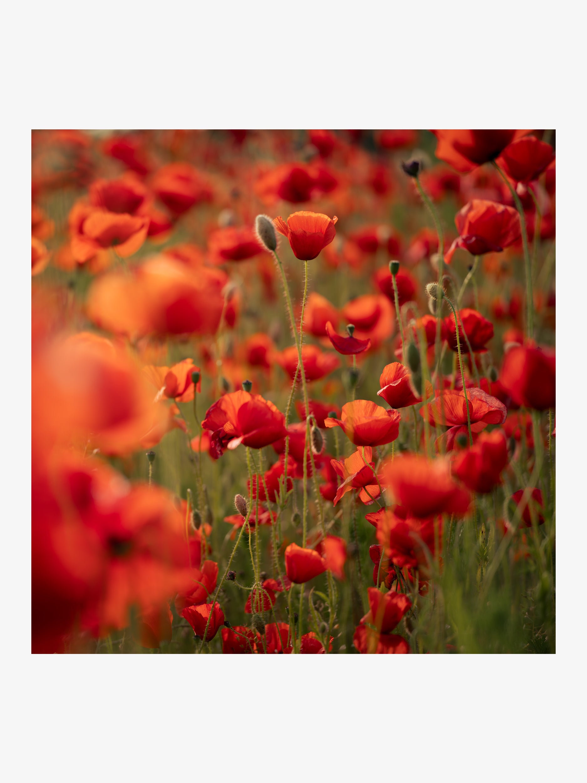 Lush Field of Scarlet Poppies in Summer