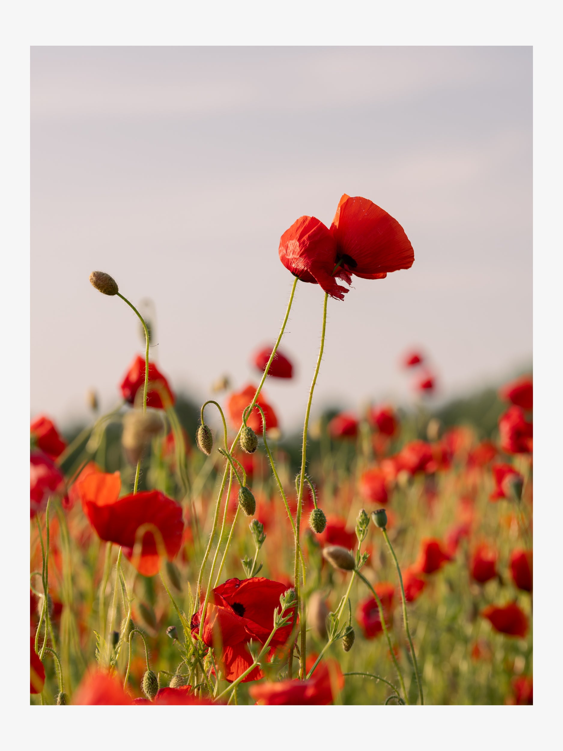 Scarlet Poppies Under the Summer Sky