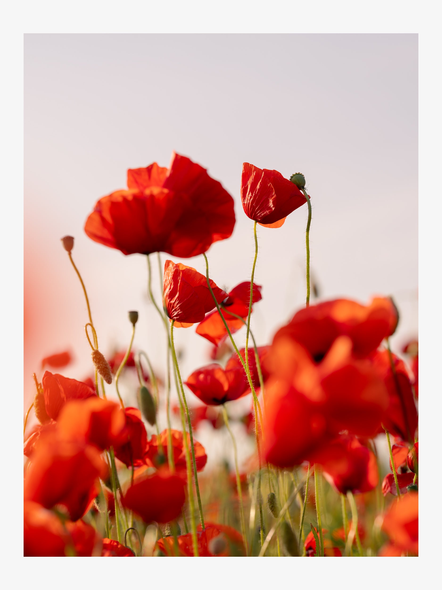 Dance of Poppies at Sunset