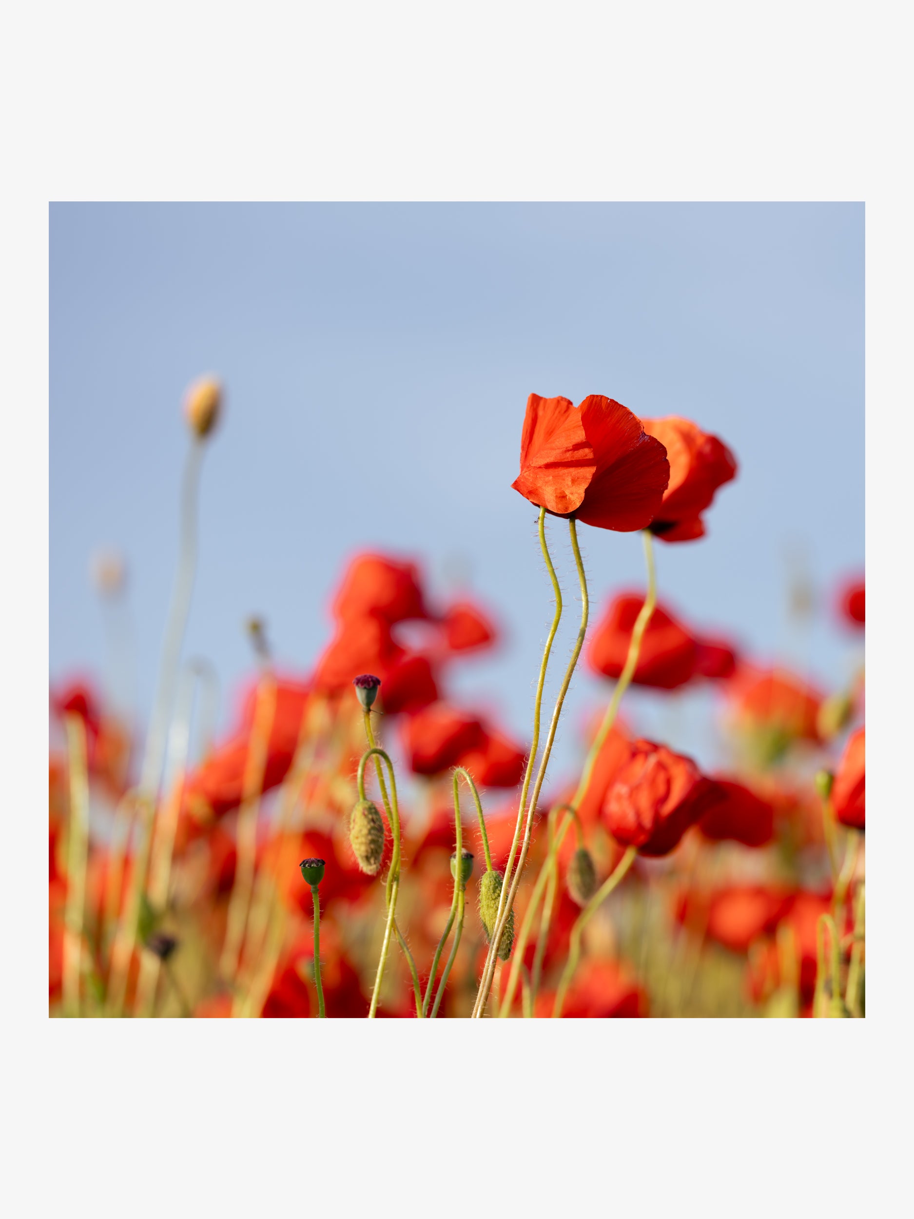 Scarlet Poppies Against the Blue Sky