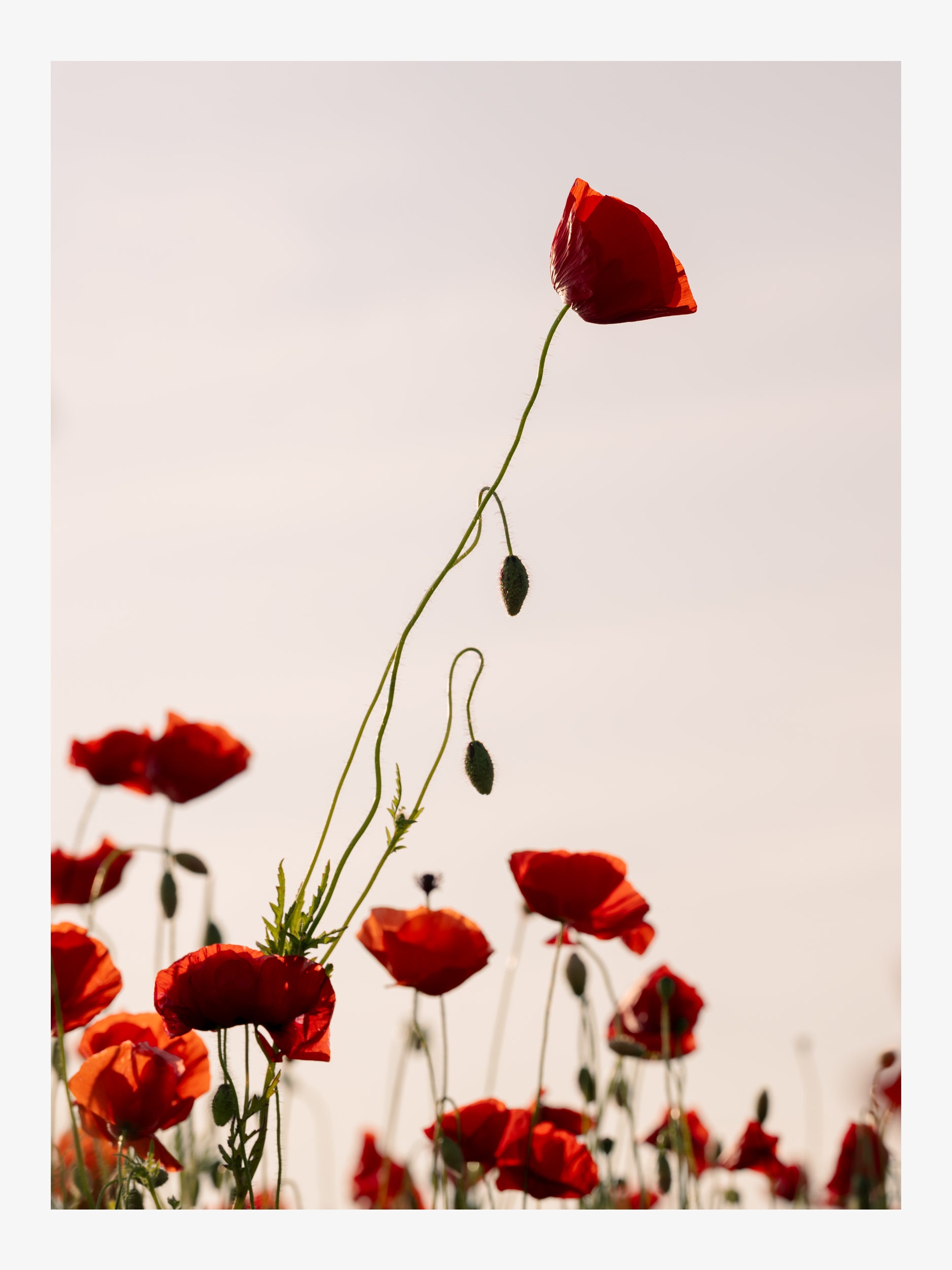 Tall Poppy Above the Crimson Field