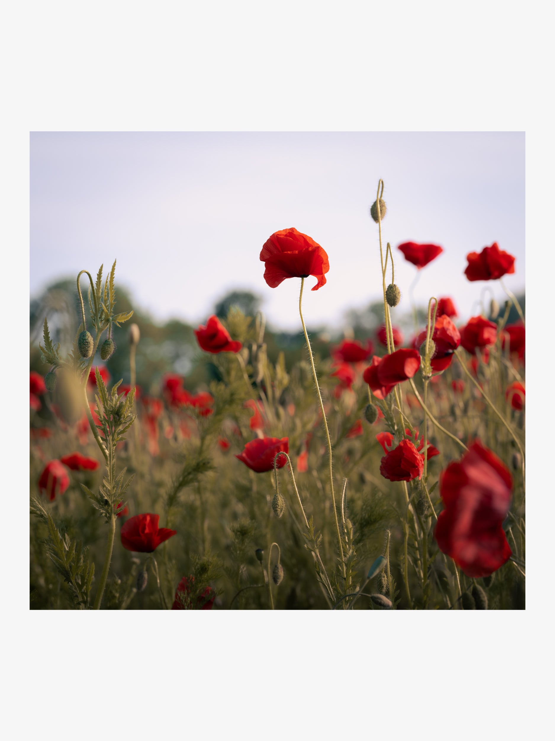 Field Poppies in Soft Light