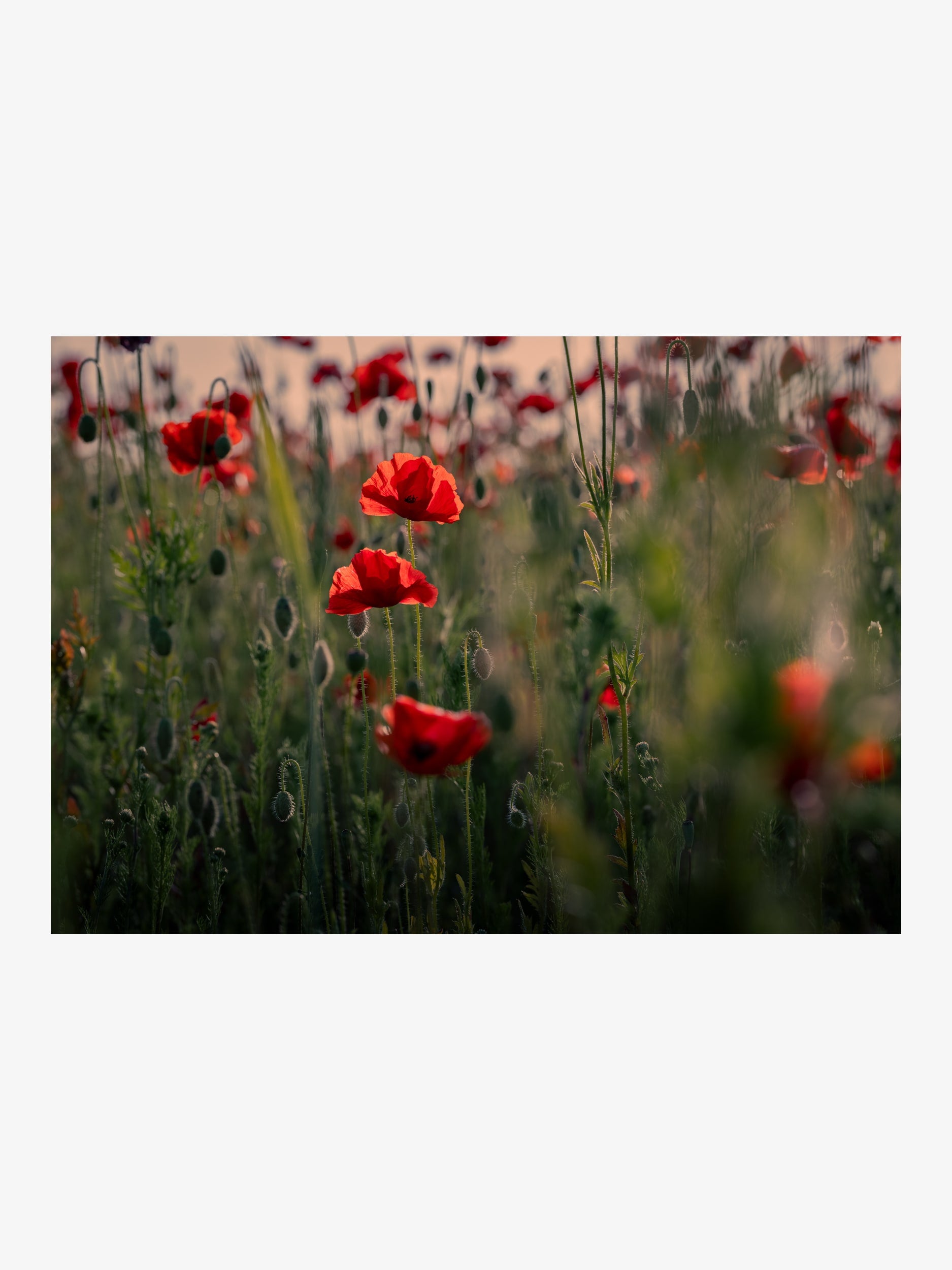 Scarlet Poppies in Soft Evening Light