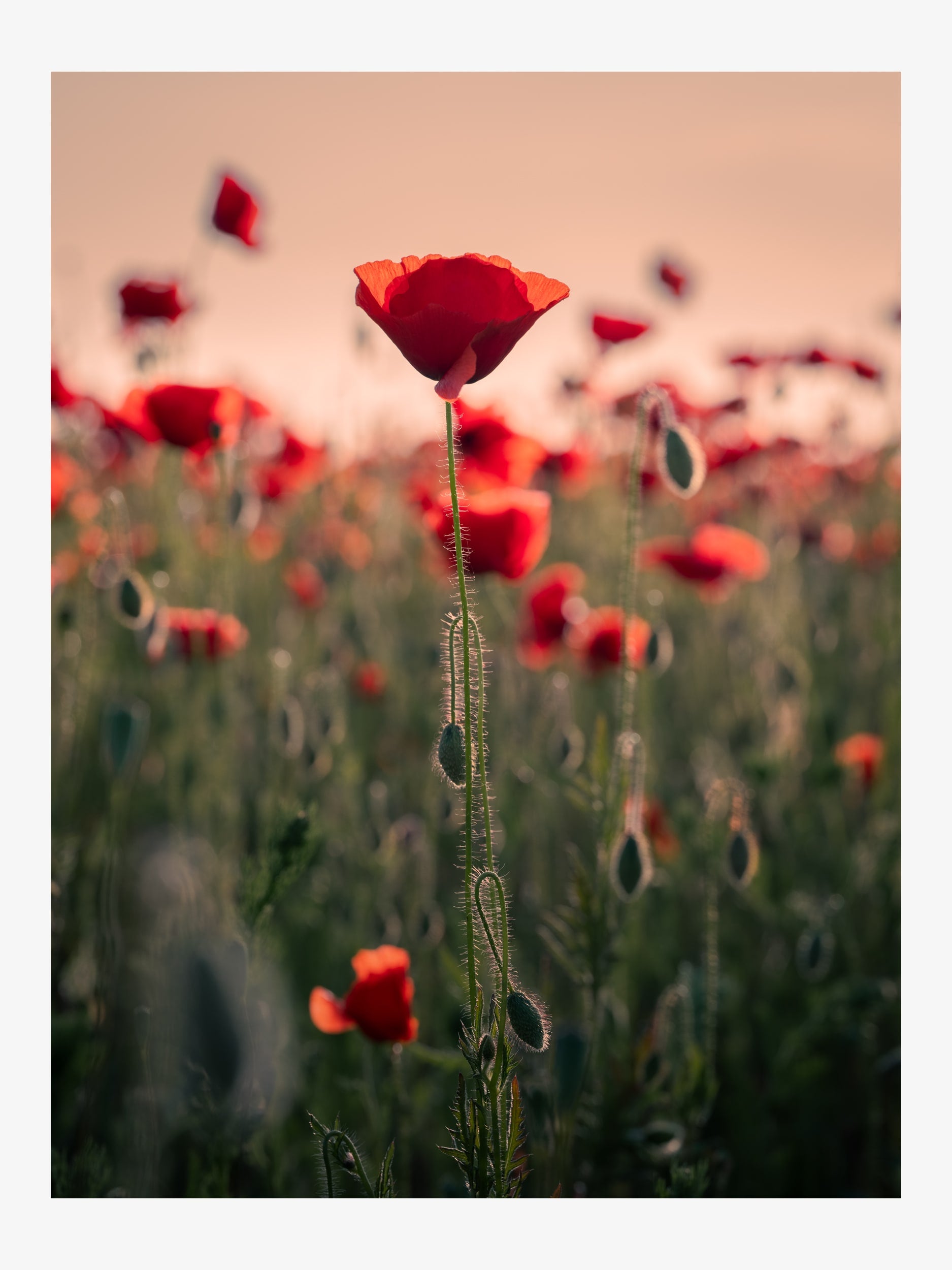 Field of Scarlet Poppies in Evening Light