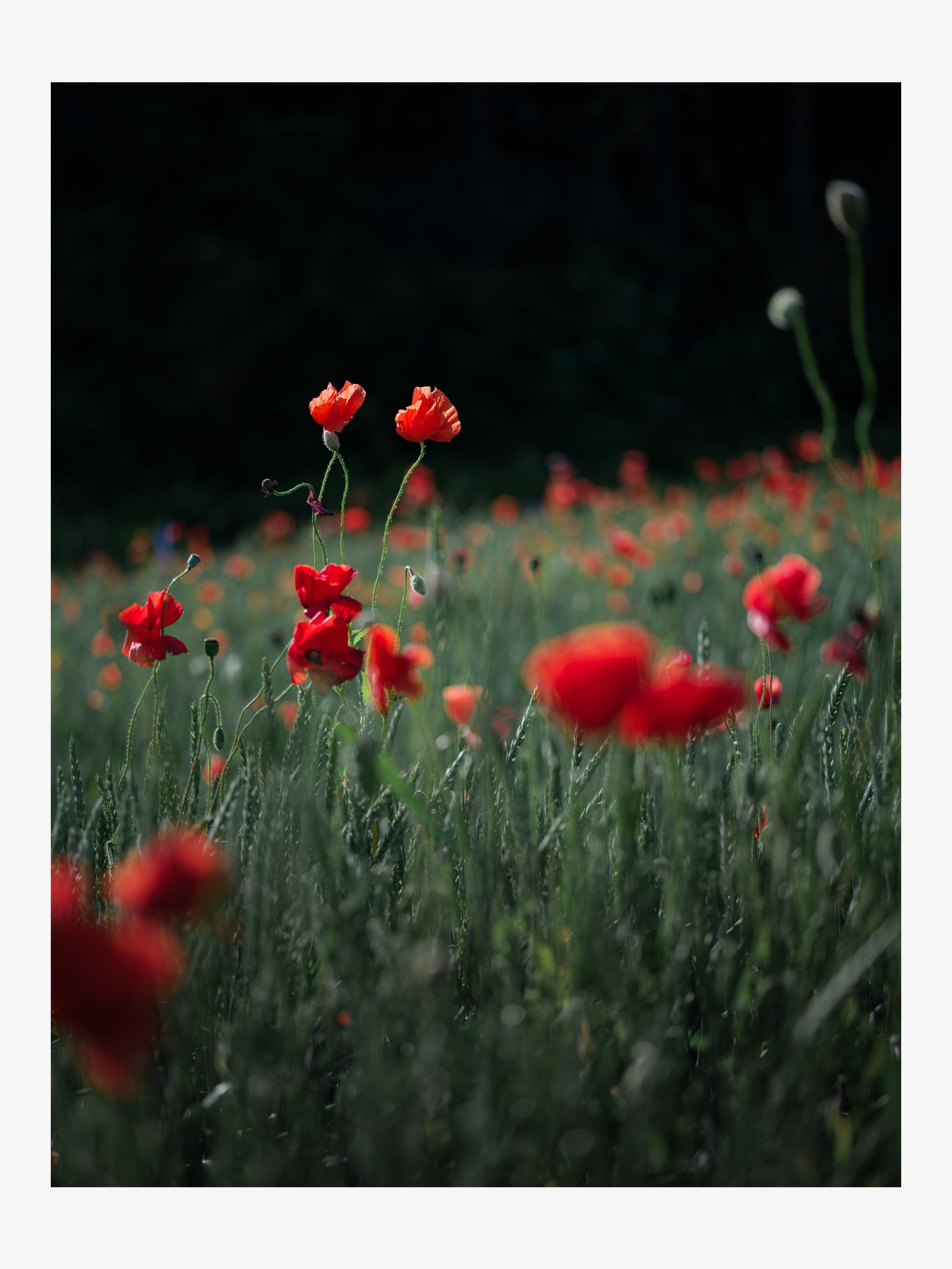 Red Poppies in the Field – Wall Art Print