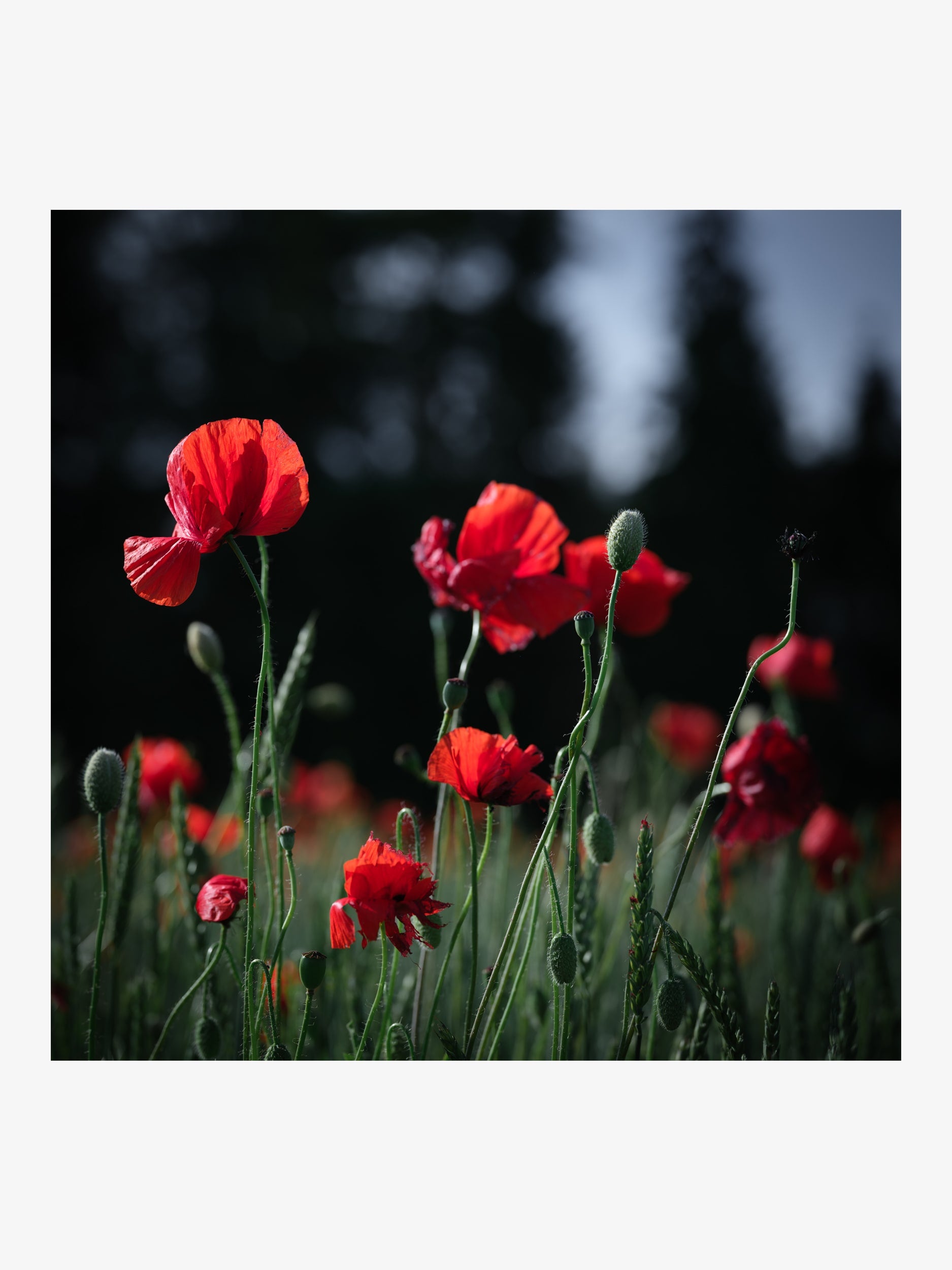 Red Poppies in Sunlight – Floral Art Print for Home Interior