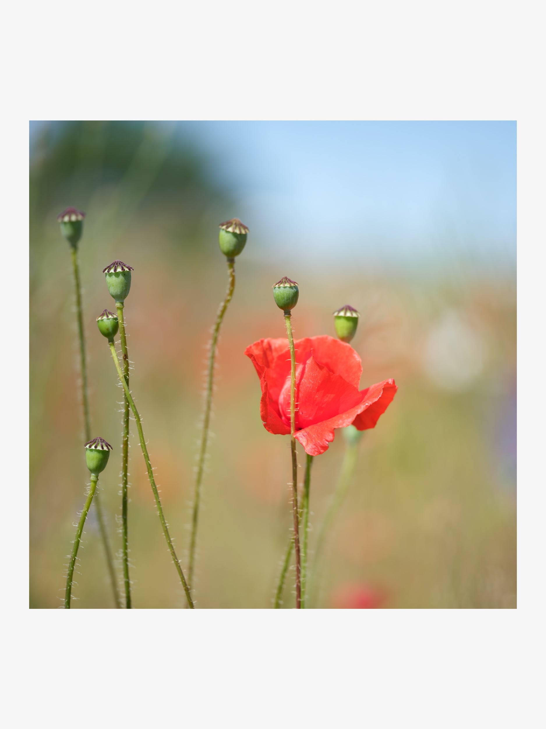 Lonely Red Poppy – Minimalist Nature Art Print