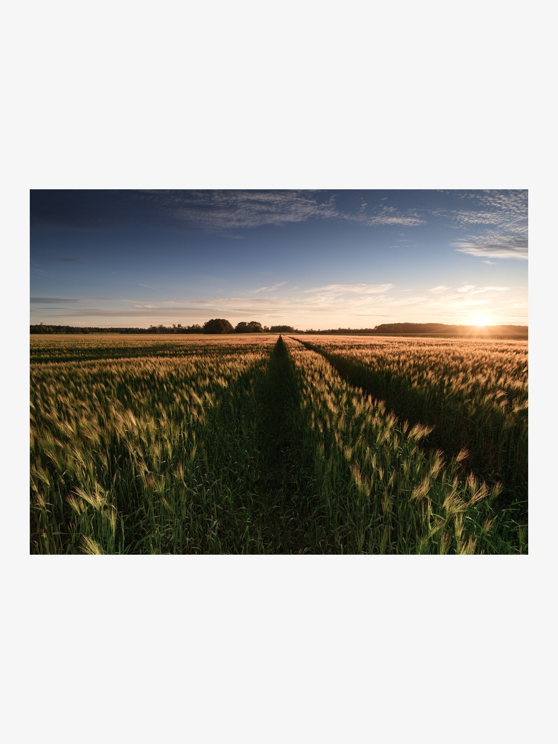 Sunset Field with Pathway and Golden Light – Landscape Fine Art Print