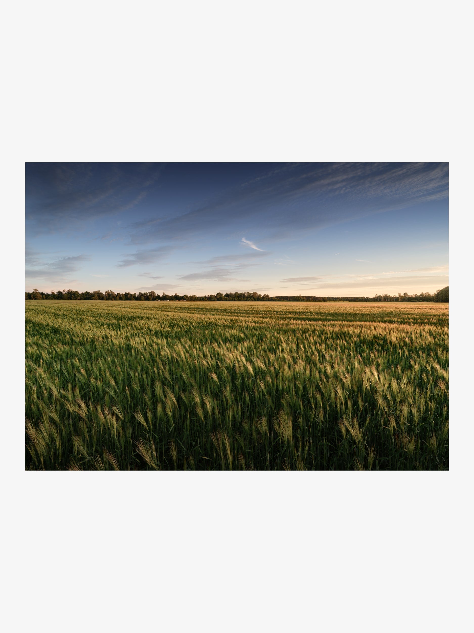 Green Field with Sunset Sky – Tranquil Landscape Fine Art Print