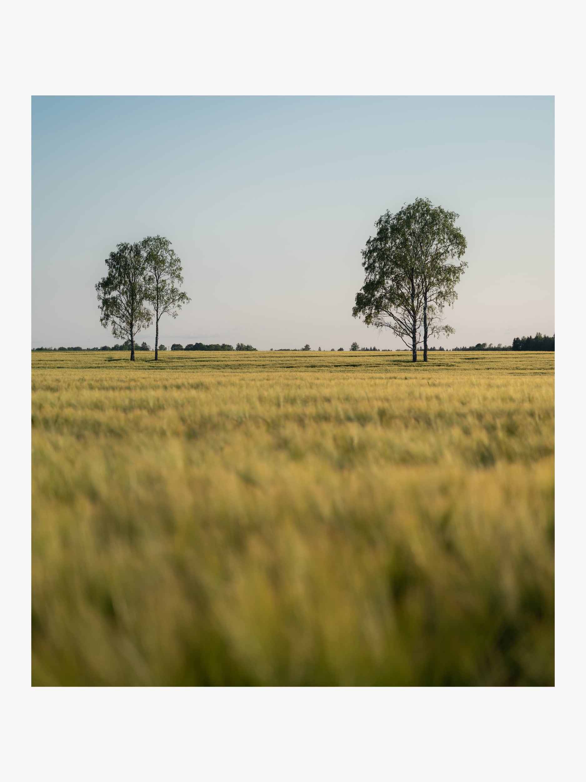 Trees on a Golden Field – Minimalist Landscape Fine Art Print