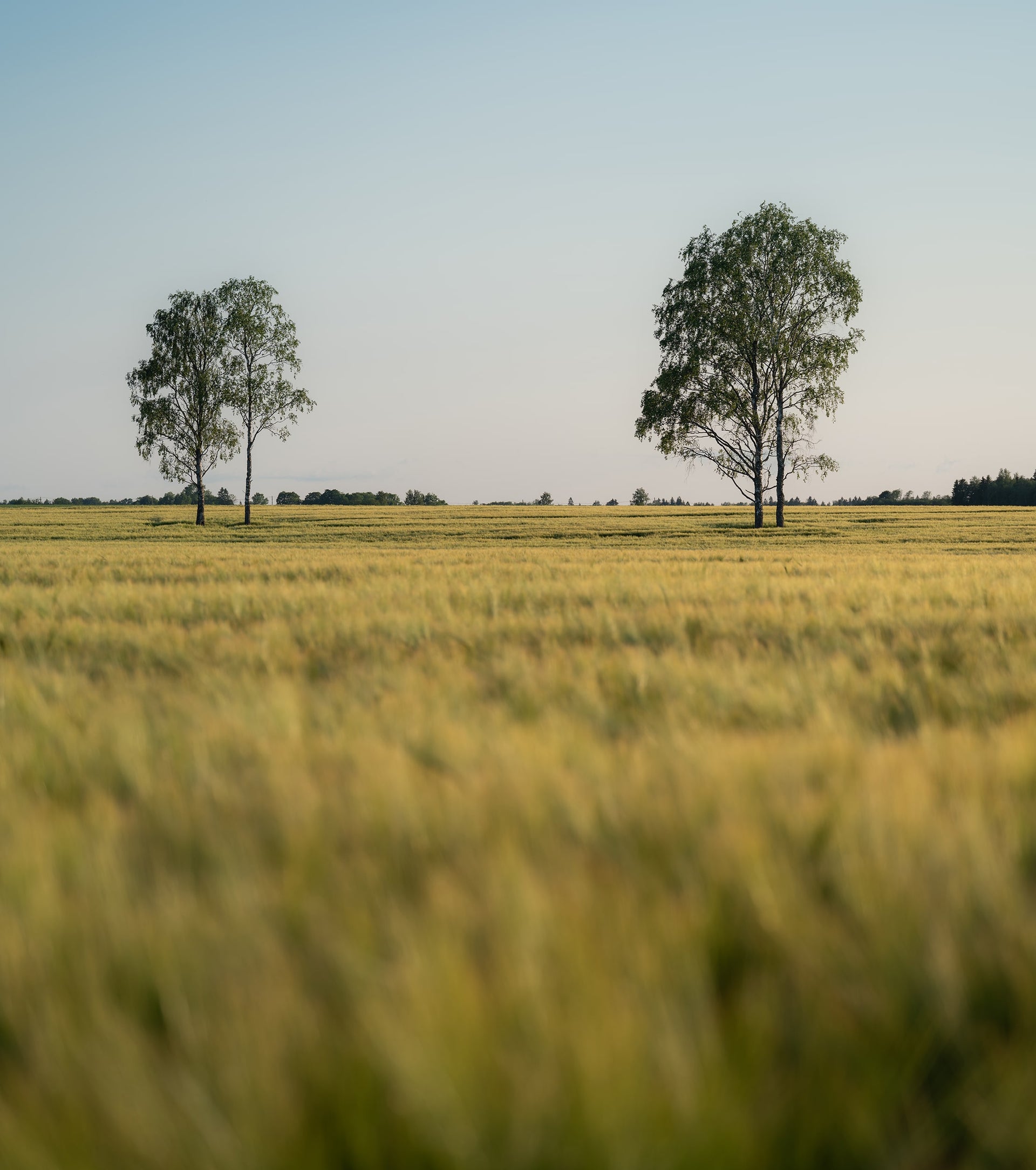 Trees on a Golden Field – Minimalist Landscape Fine Art Print