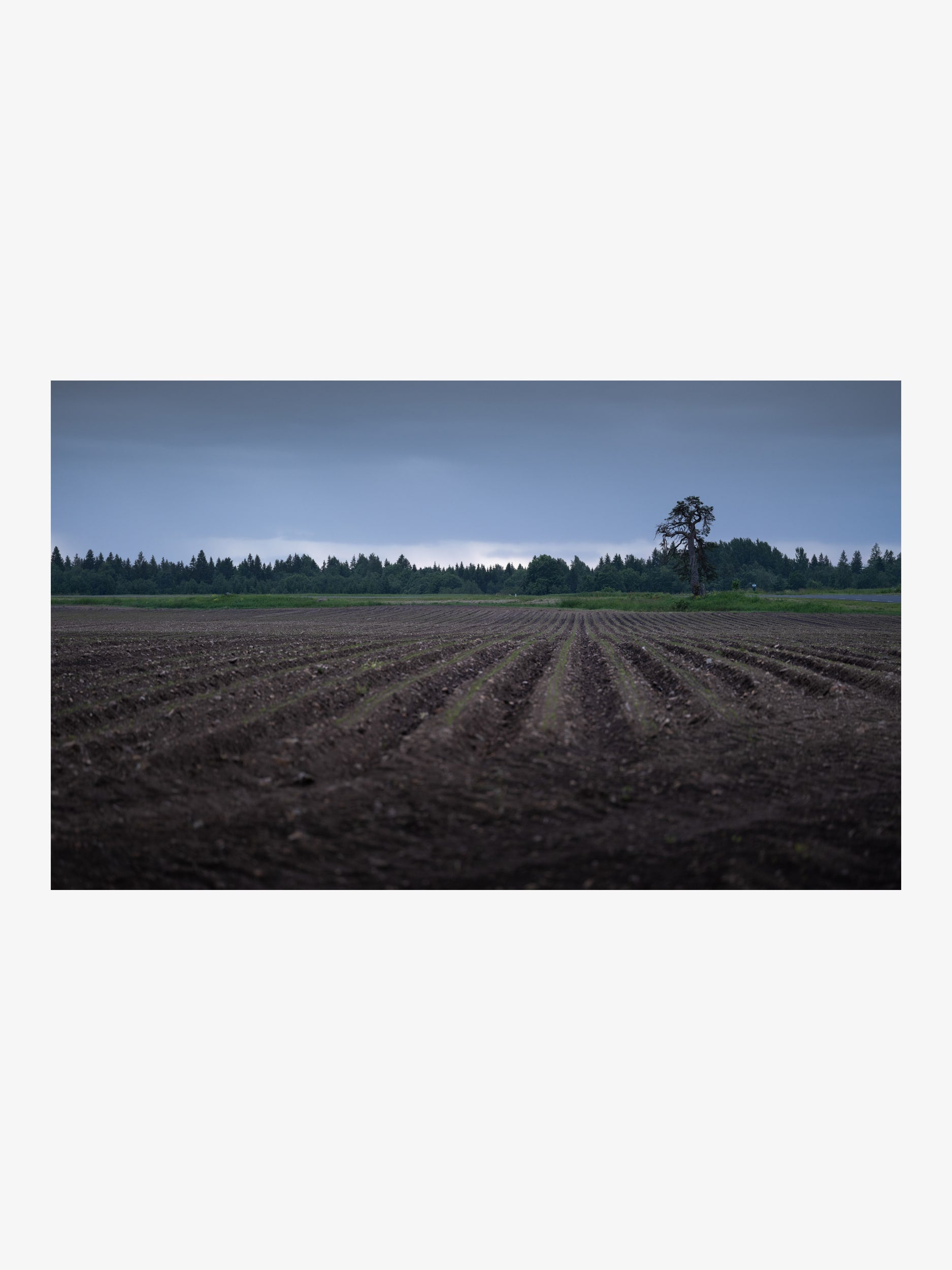 Plowed Field with Lone Tree – Dramatic Landscape Fine Art Print