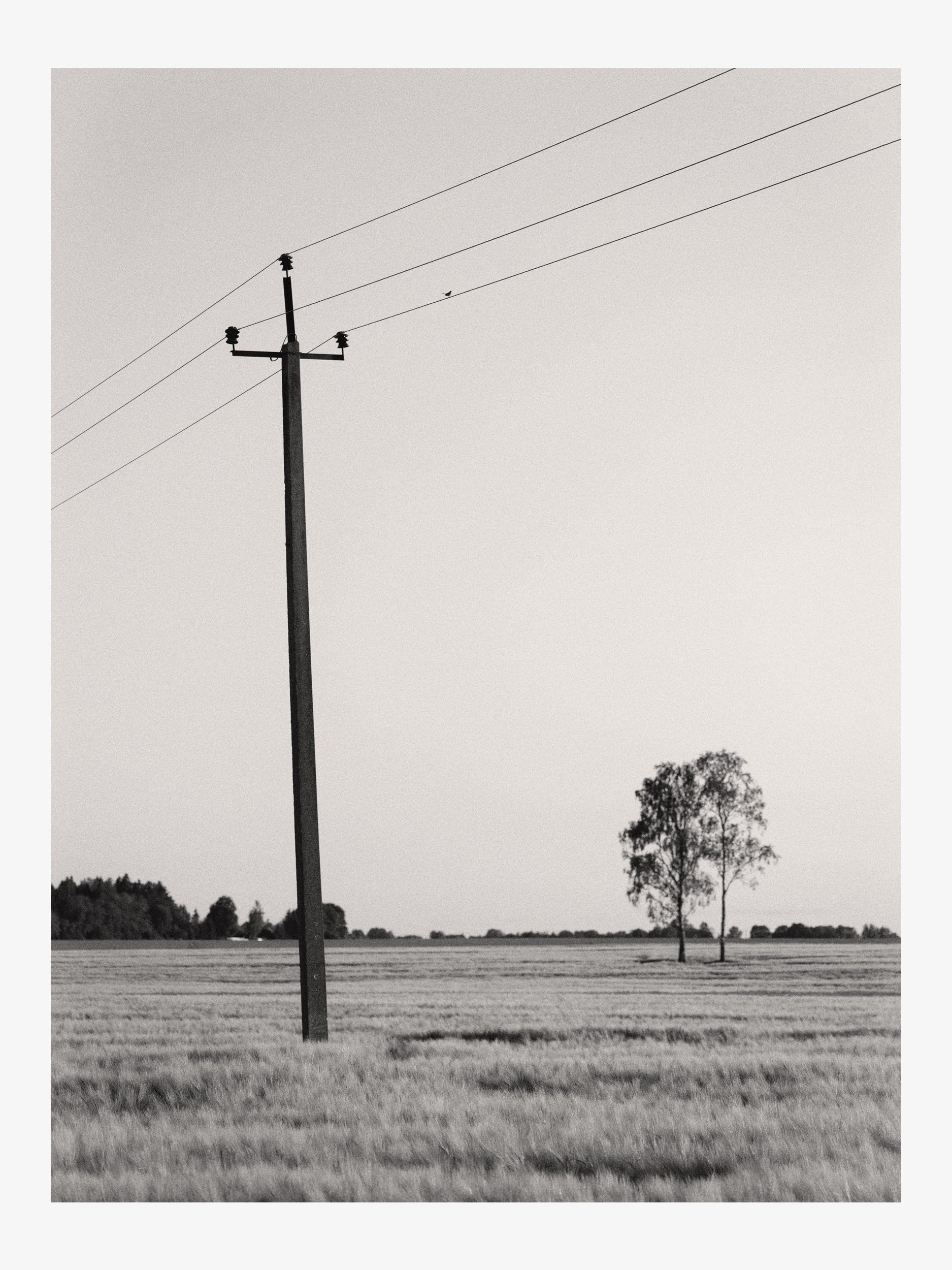 Trees and Power Lines in the Field – Symbolic Black and White Fine Art Print