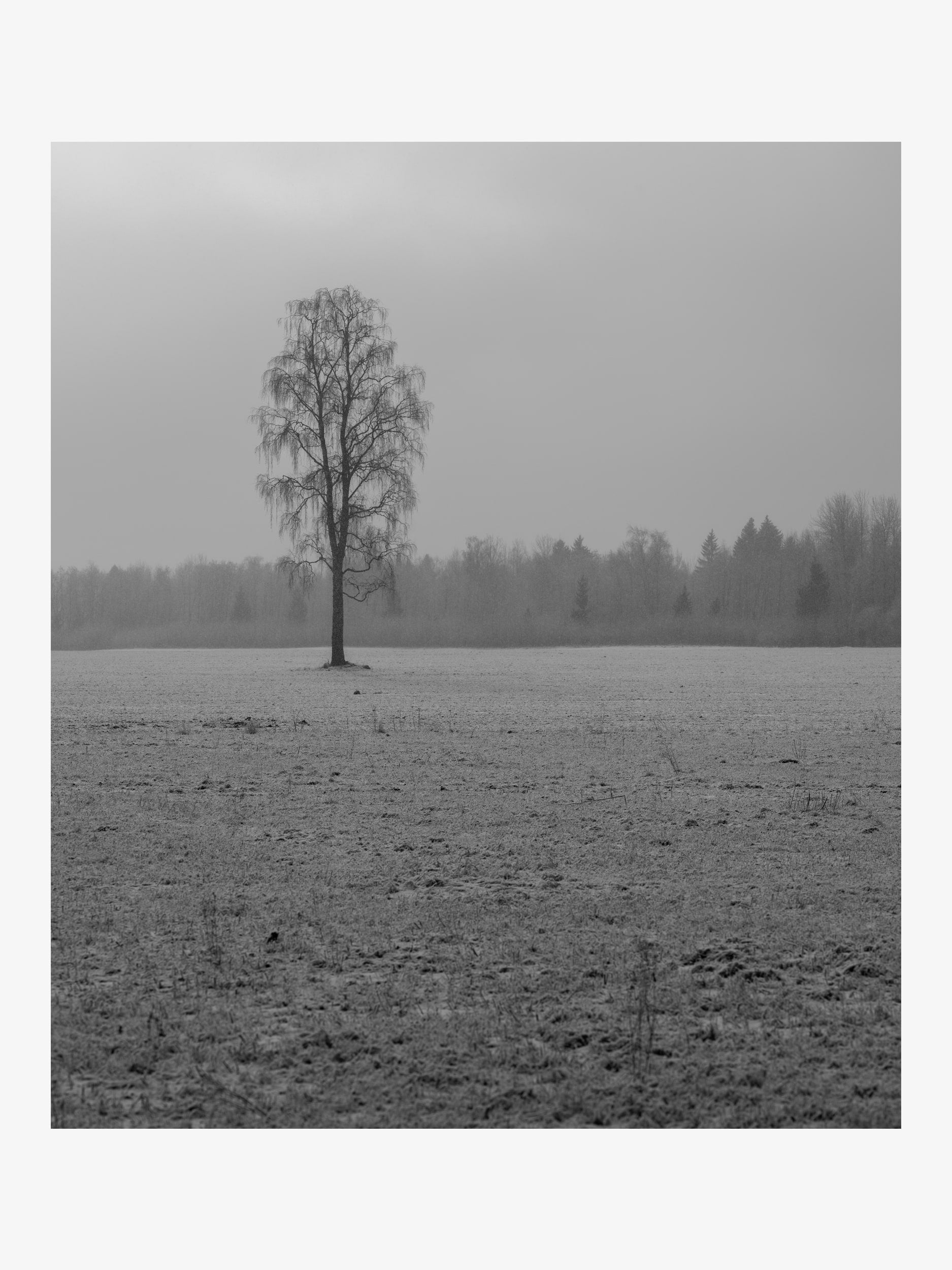Lonely Tree on a Winter Field – Black and White Landscape Fine Art Print
