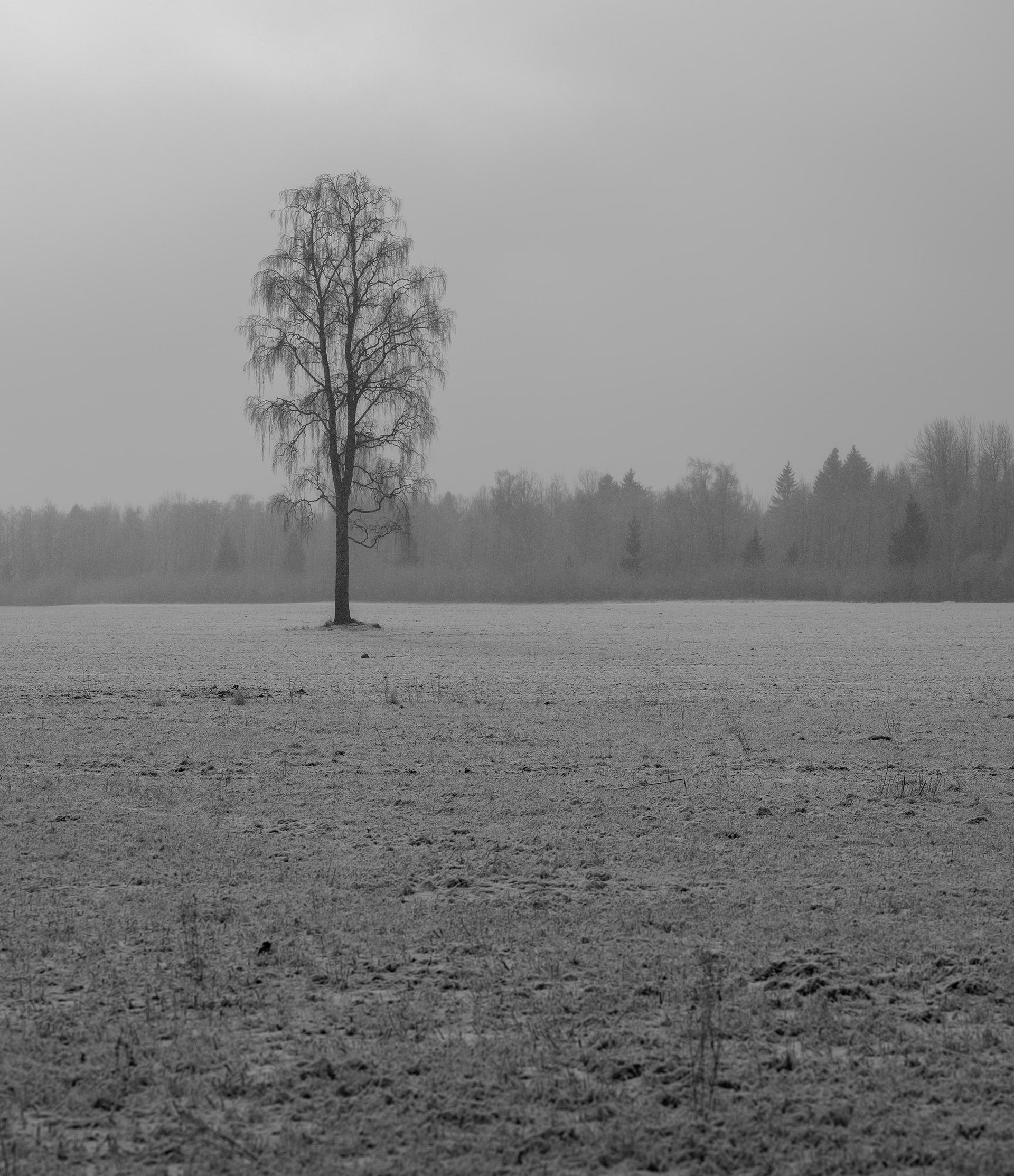 Lonely Tree on a Winter Field – Black and White Landscape Fine Art Print