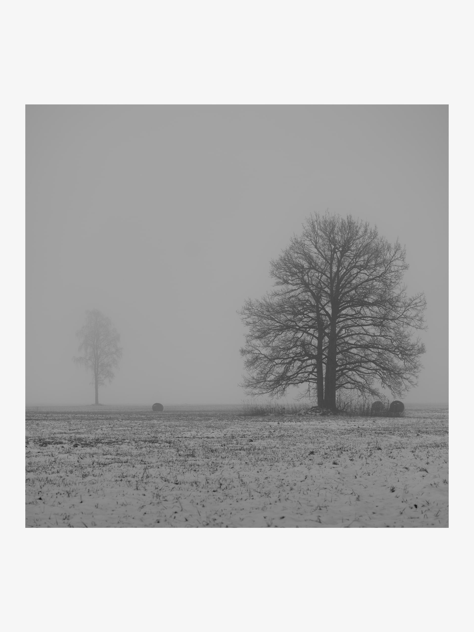 Trees in Winter Fog – Atmospheric Black and White Fine Art Print
