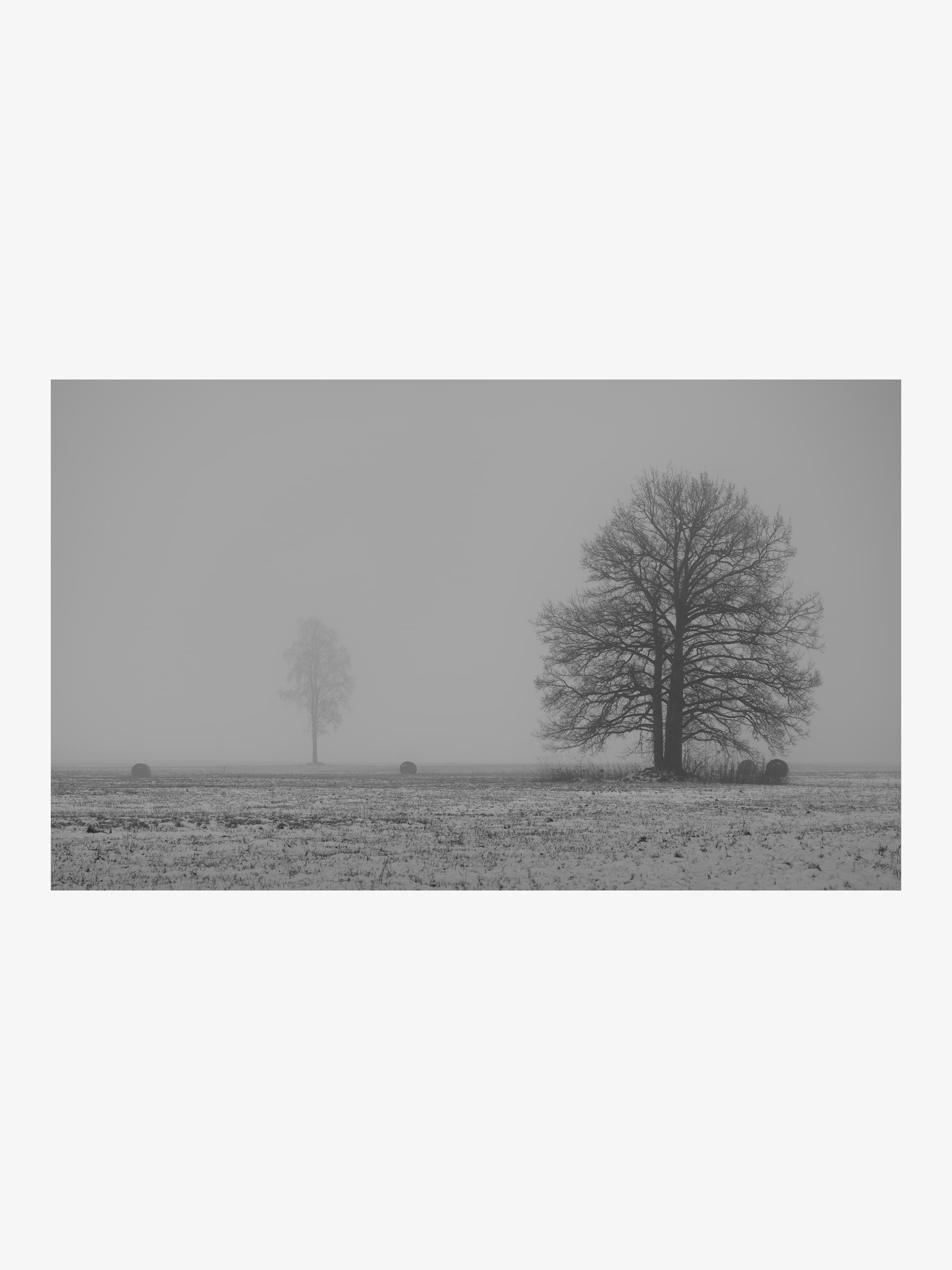 Two Trees in Winter Fog – Atmospheric Black and White Fine Art Print