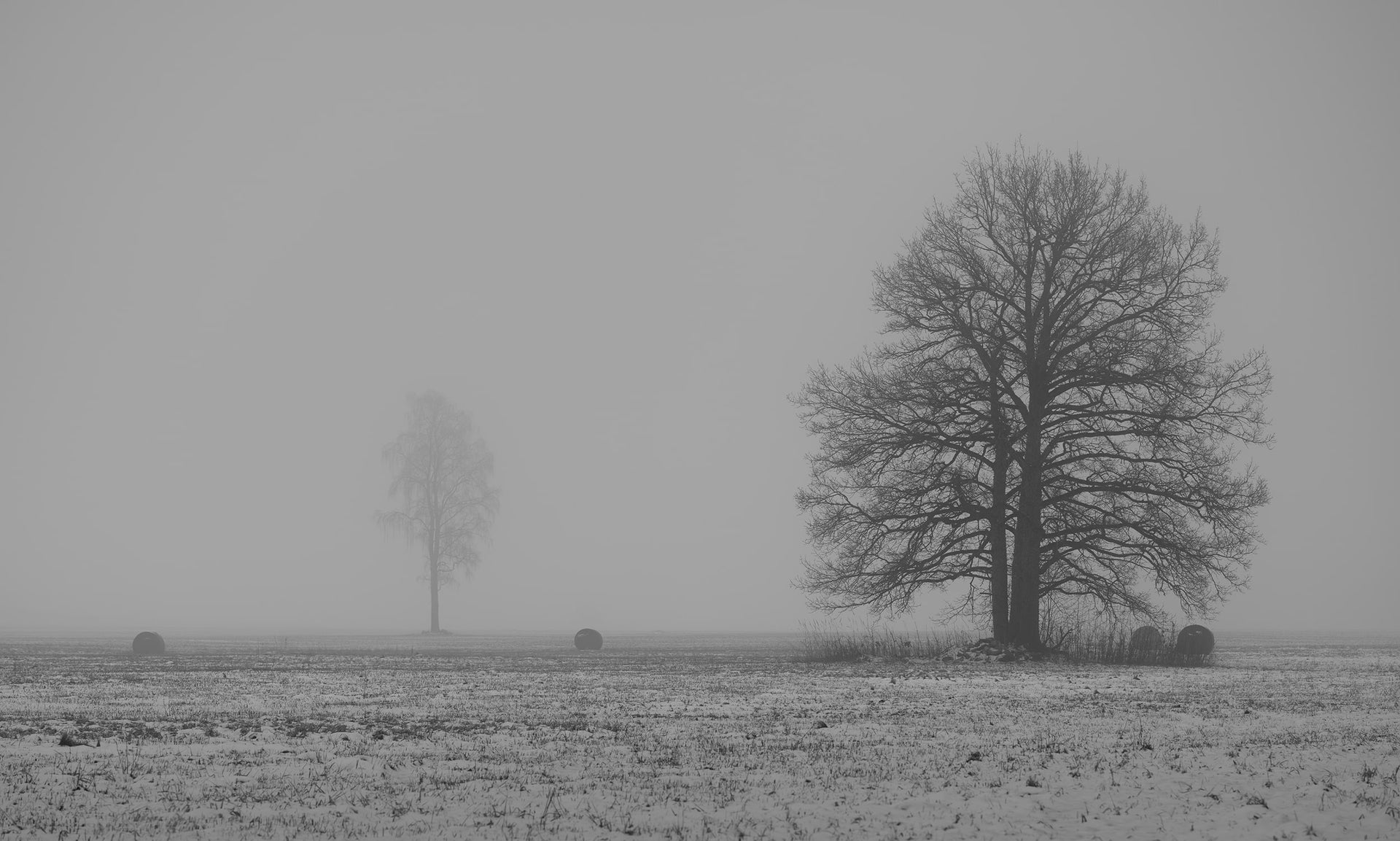 Two Trees in Winter Fog – Atmospheric Black and White Fine Art Print