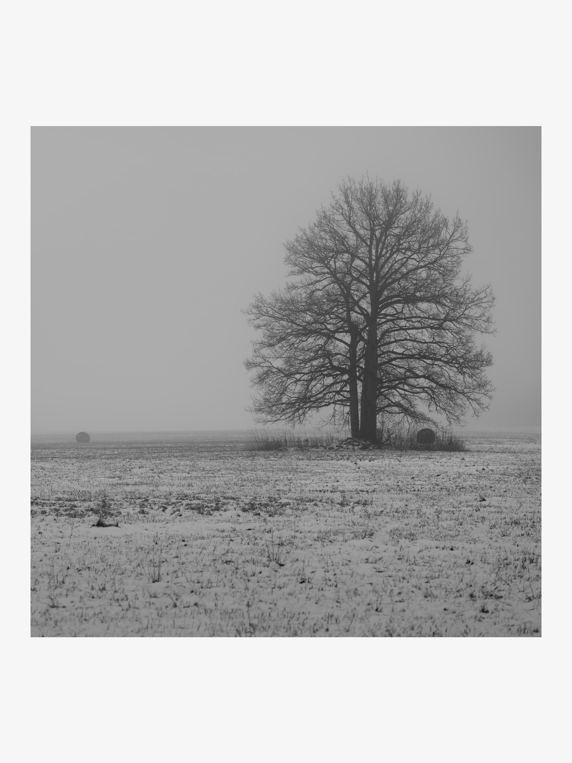 Lonely Tree on a Winter Field – Atmospheric Black and White Fine Art Print