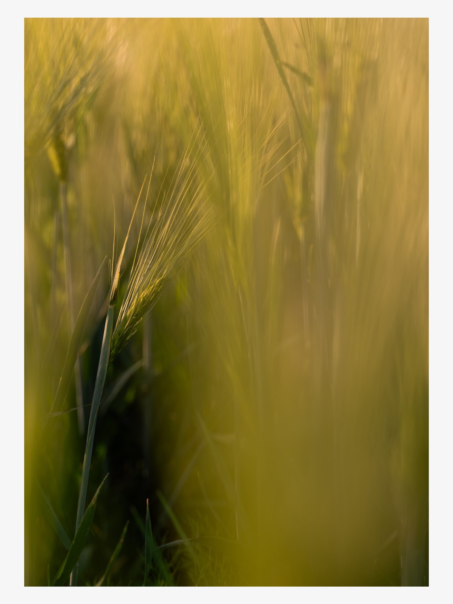 Ear of Grain in Sunlight – Nature Macro Fine Art Print