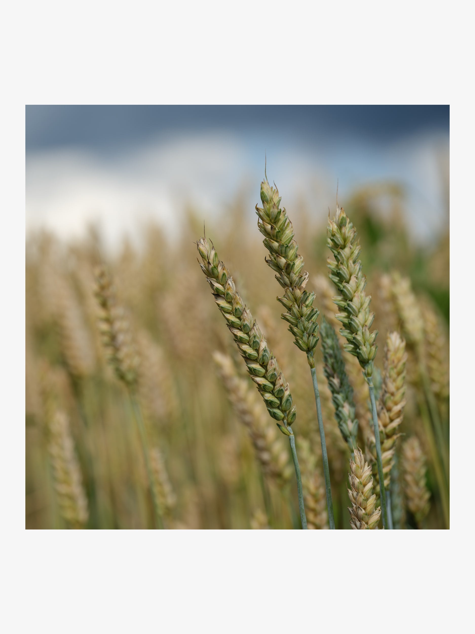 Close-Up of Wheat Ears – Summer Landscape Fine Art Print