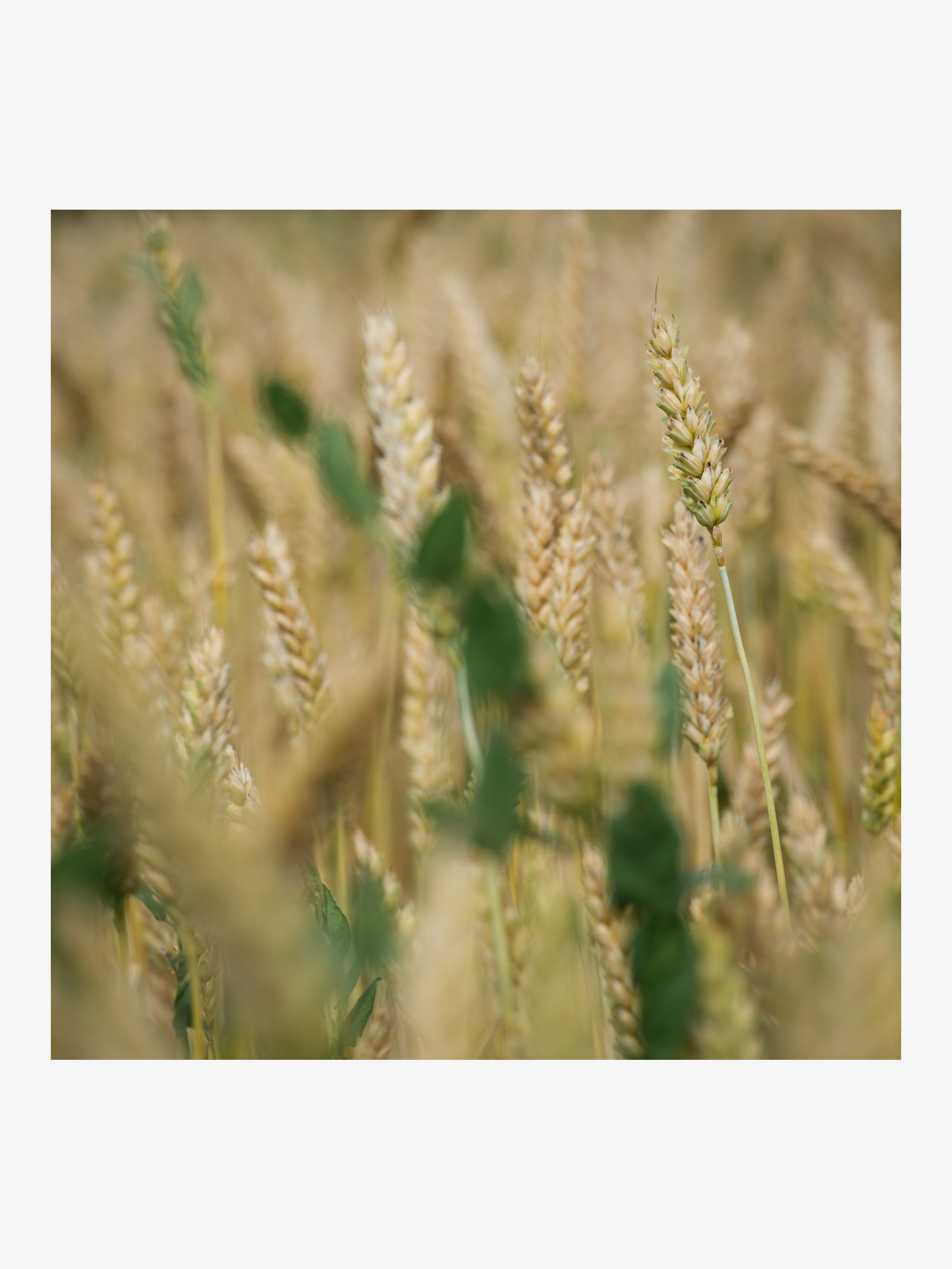 Ripe Wheat Ears in the Field – Summer Nature Fine Art Print