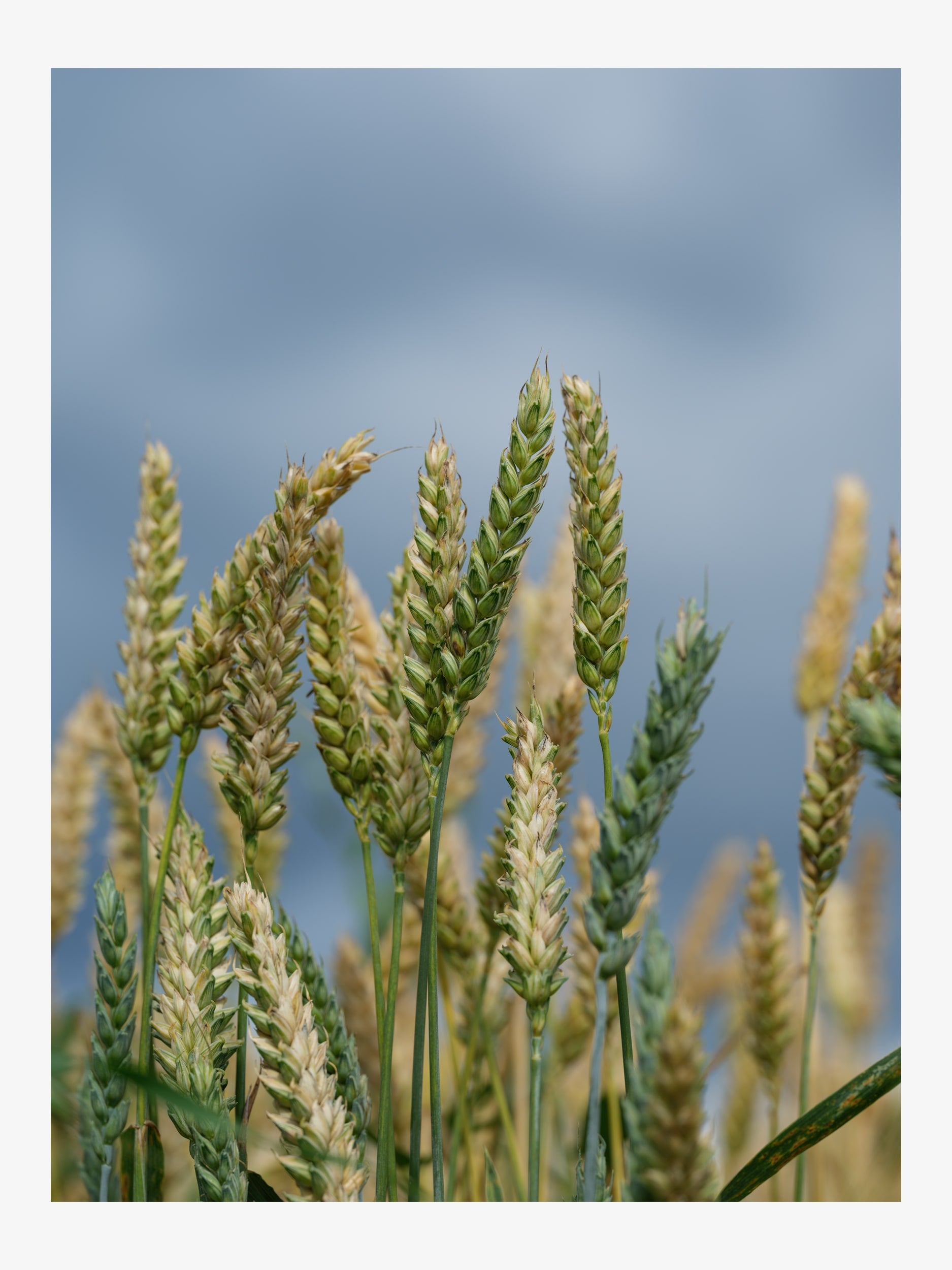Wheat Ears against the Sky – Summer Nature Fine Art Print