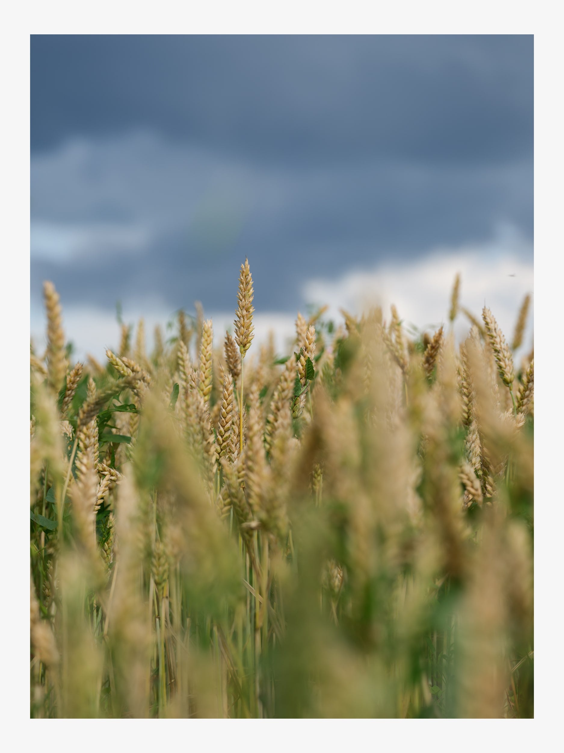 Wheat Ears against Cloudy Sky – Summer Nature Fine Art Print