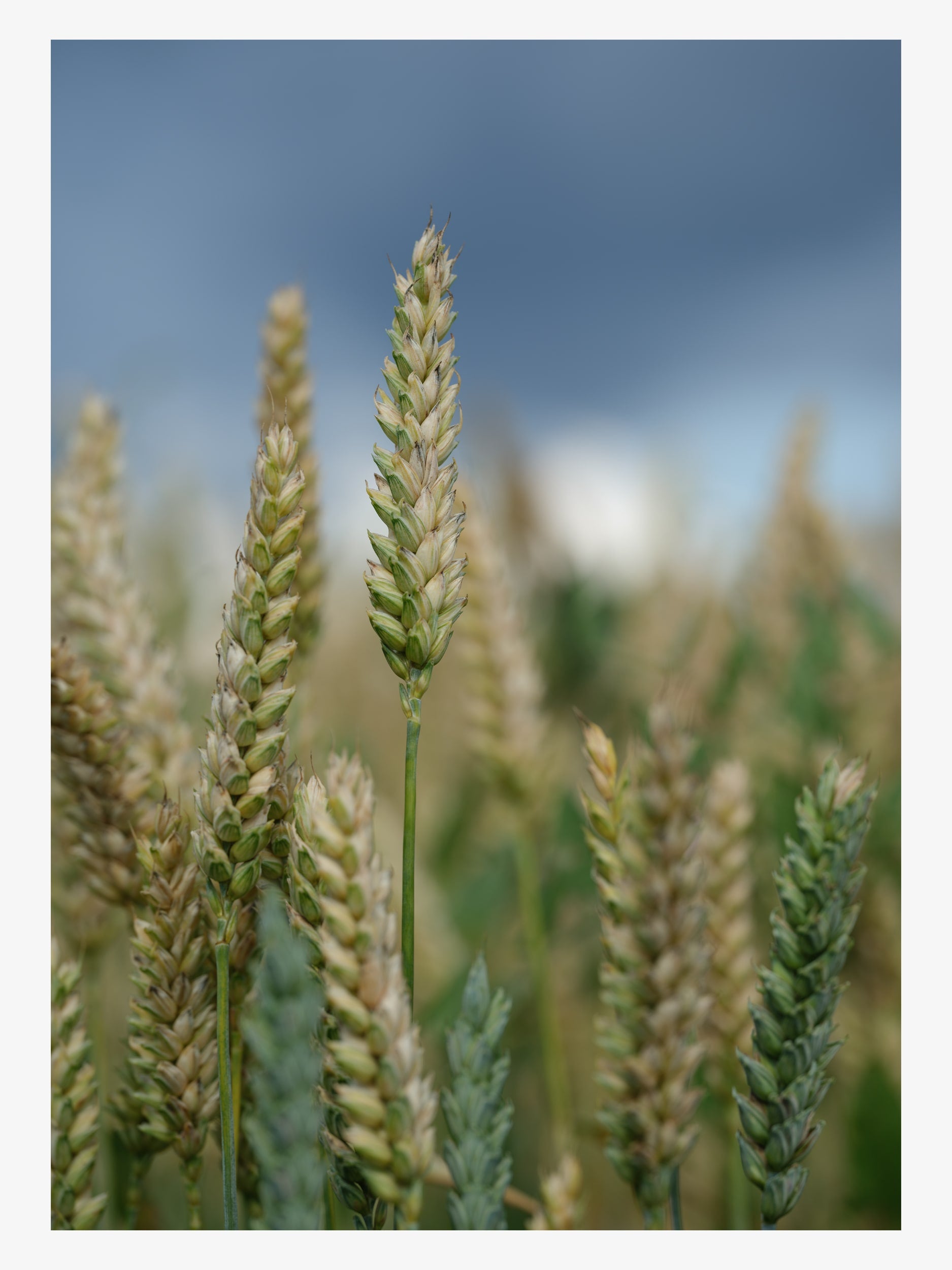 Wheat Ears against Dark Sky – Summer Nature Fine Art Print