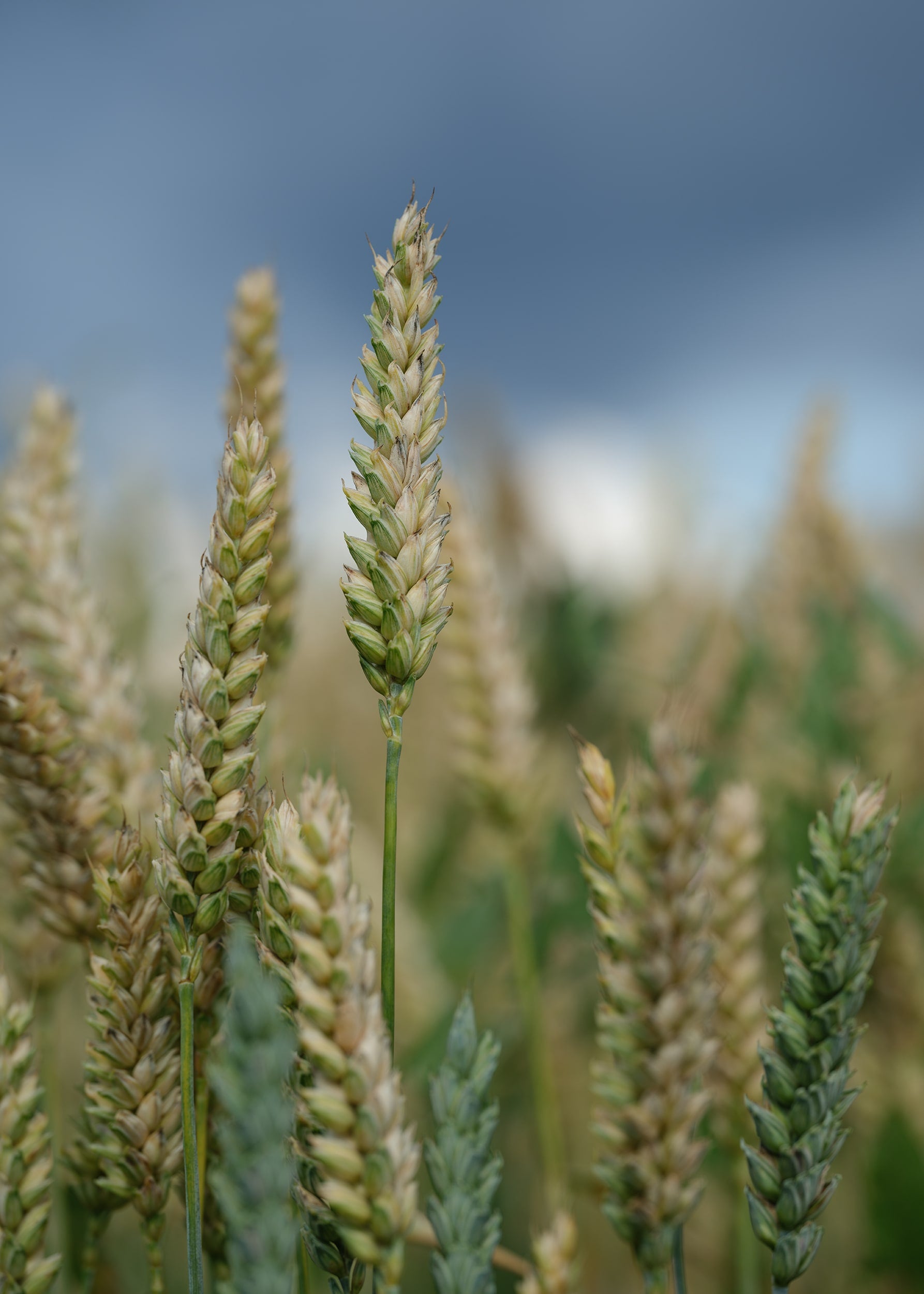 Wheat Ears against Dark Sky – Summer Nature Fine Art Print