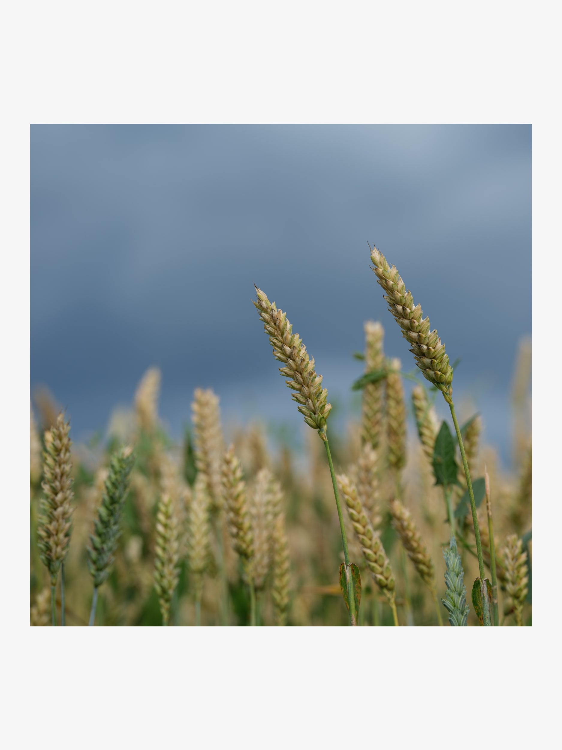 Two Wheat Ears against the Sky – Summer Nature Fine Art Print