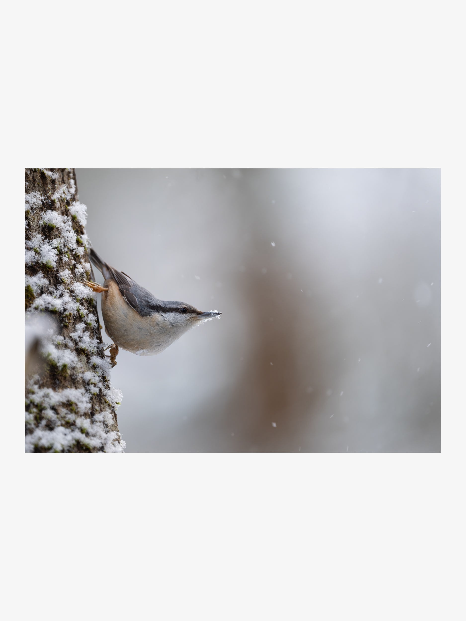 Eurasian Nuthatch on Snowy Tree – Winter Nature Art Print