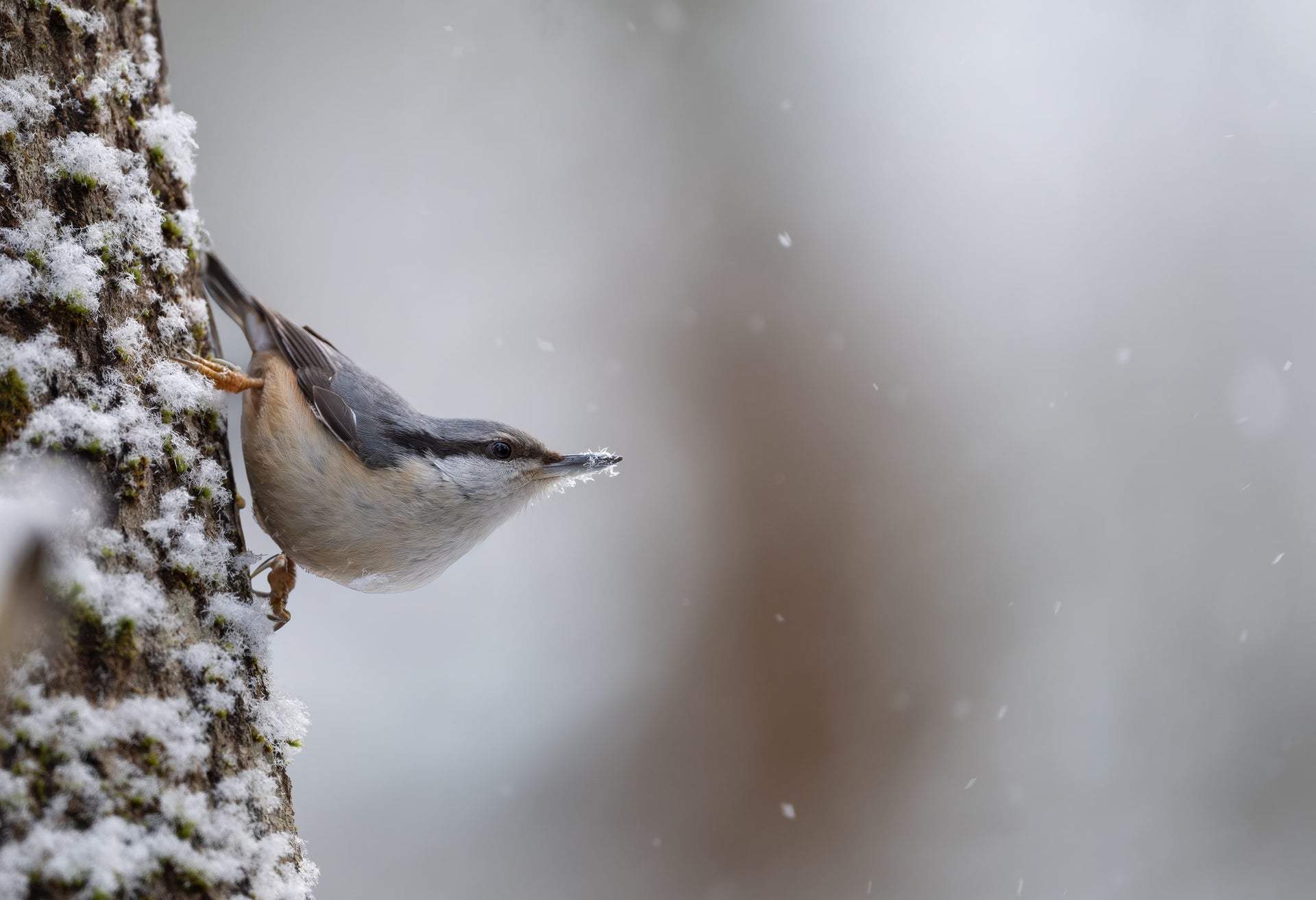 Eurasian Nuthatch on Snowy Tree – Winter Nature Art Print