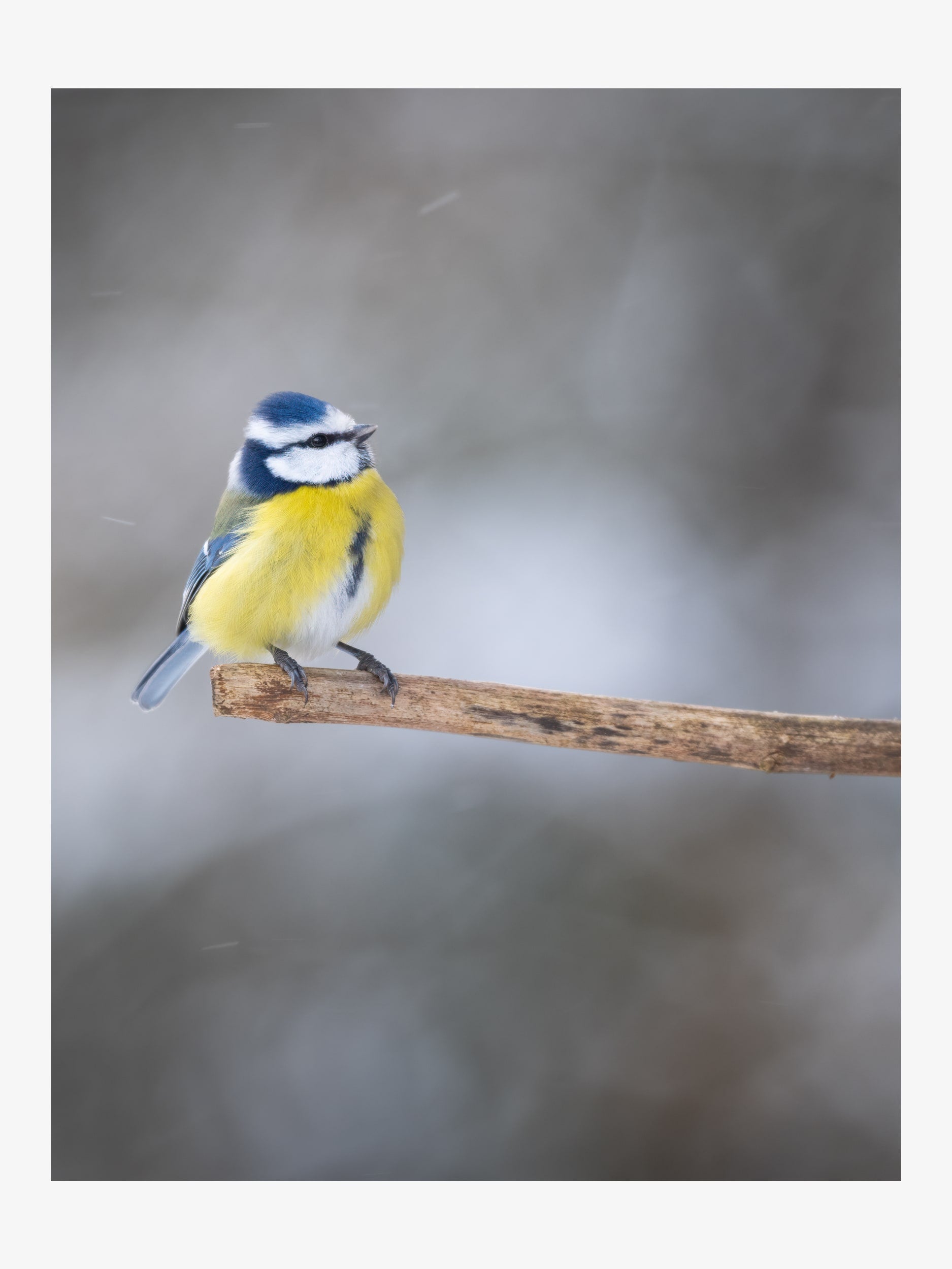 Blue Tit on Branch – Winter Nature Fine Art Print